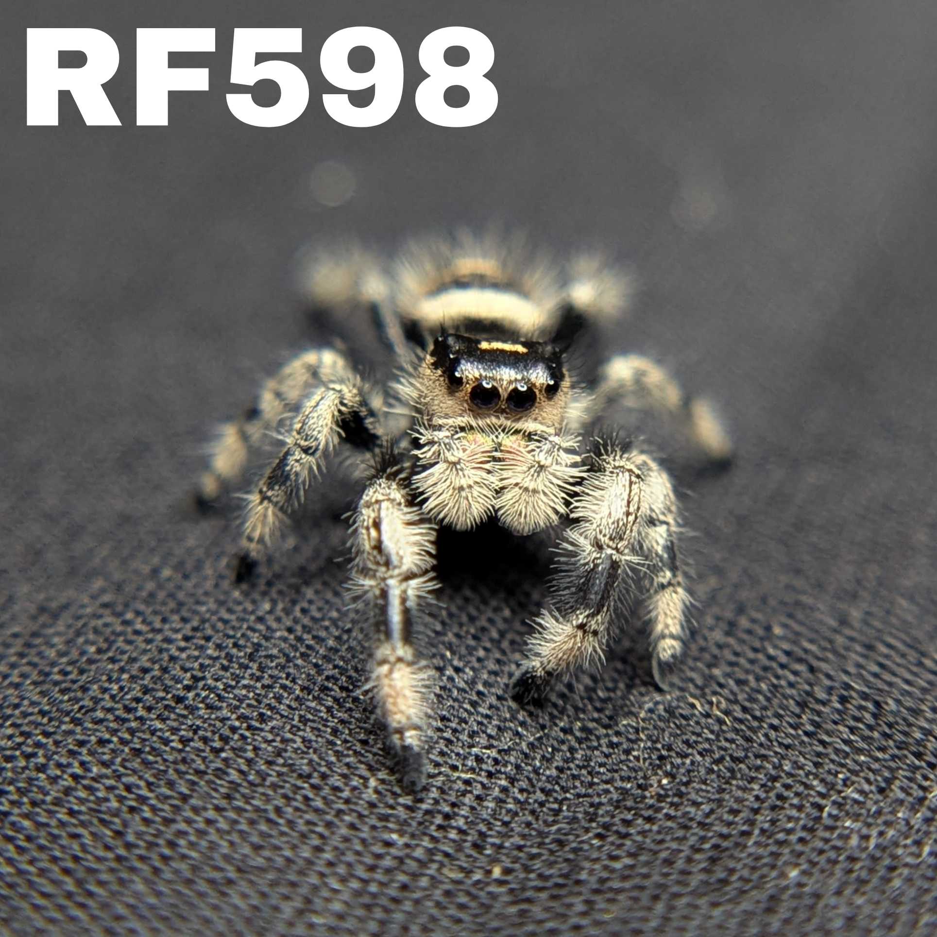 Regal Jumping Spider "Ashen"