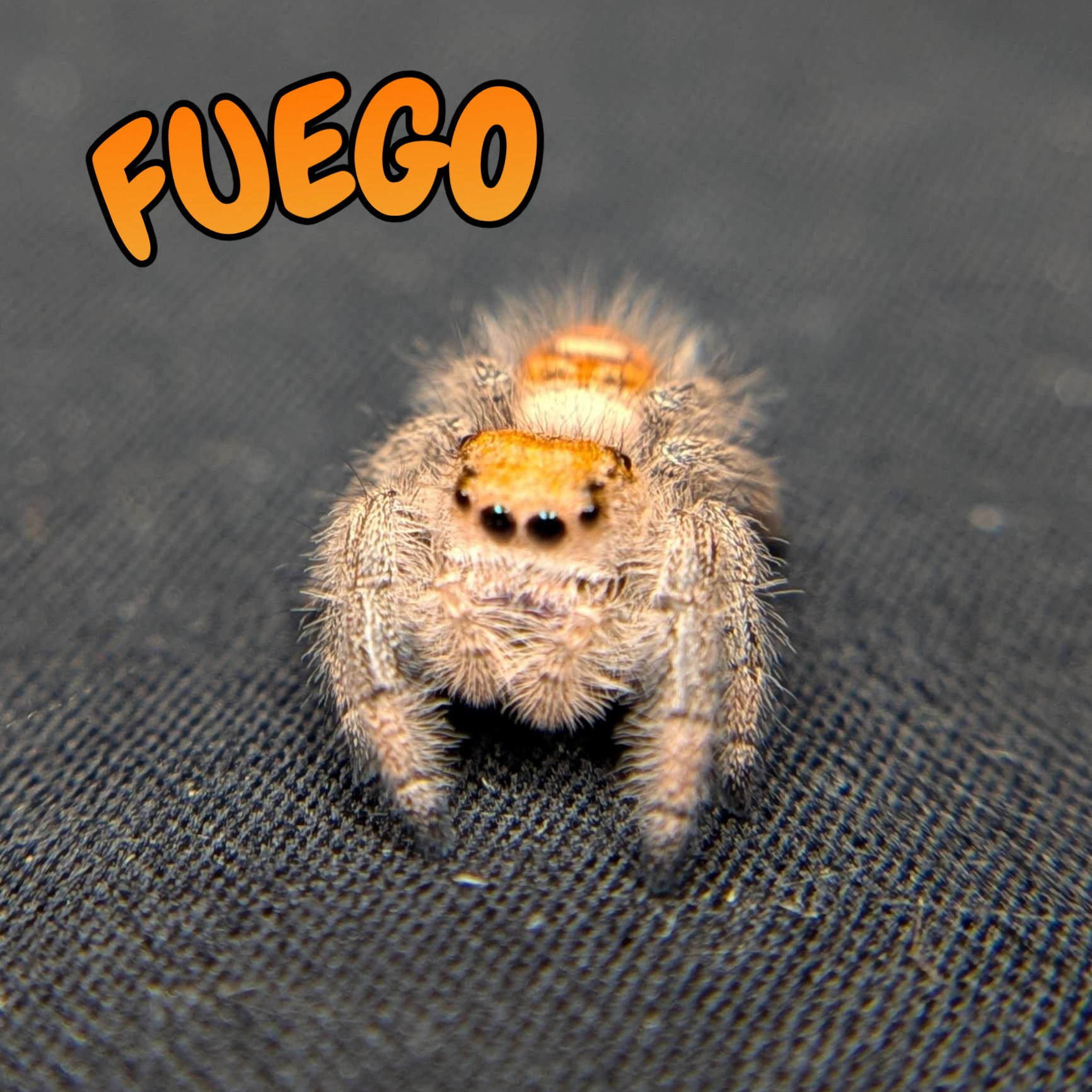 Regal Jumping Spider “Fuego”