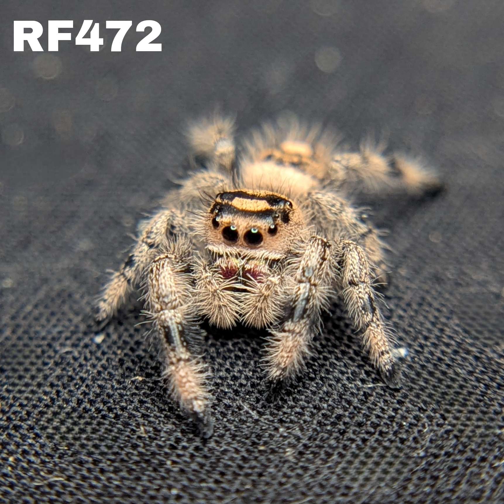 Regal Jumping Spider "Muffin"