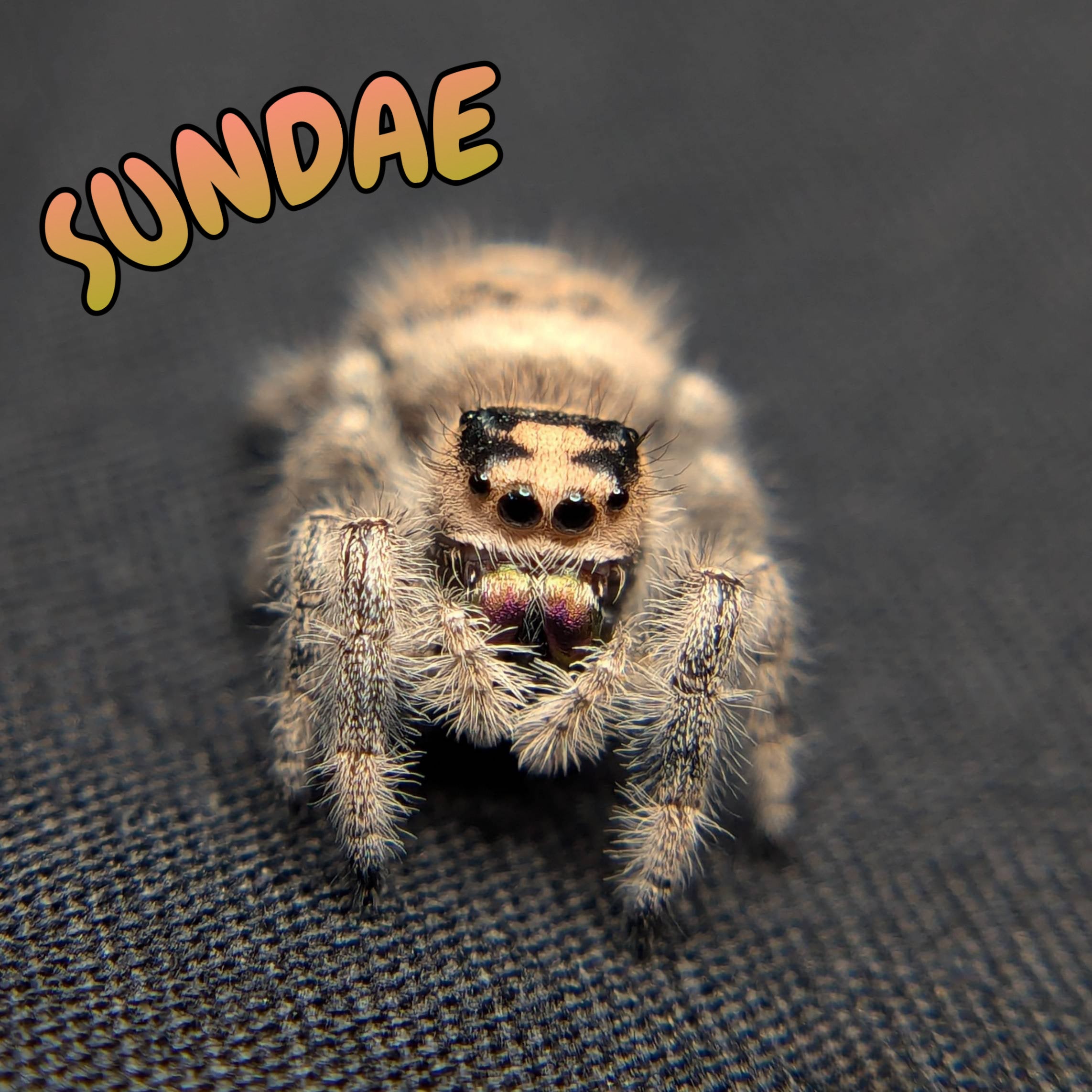 Regal Jumping Spider "Sundae"