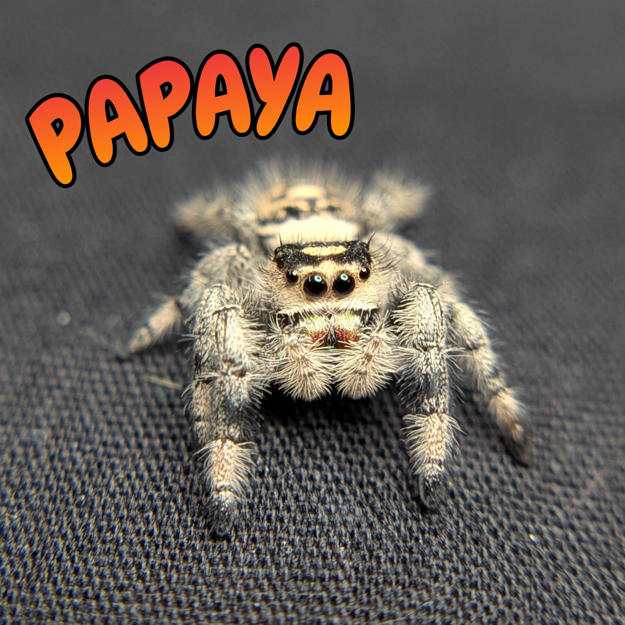 Regal Jumping Spider "Papaya"