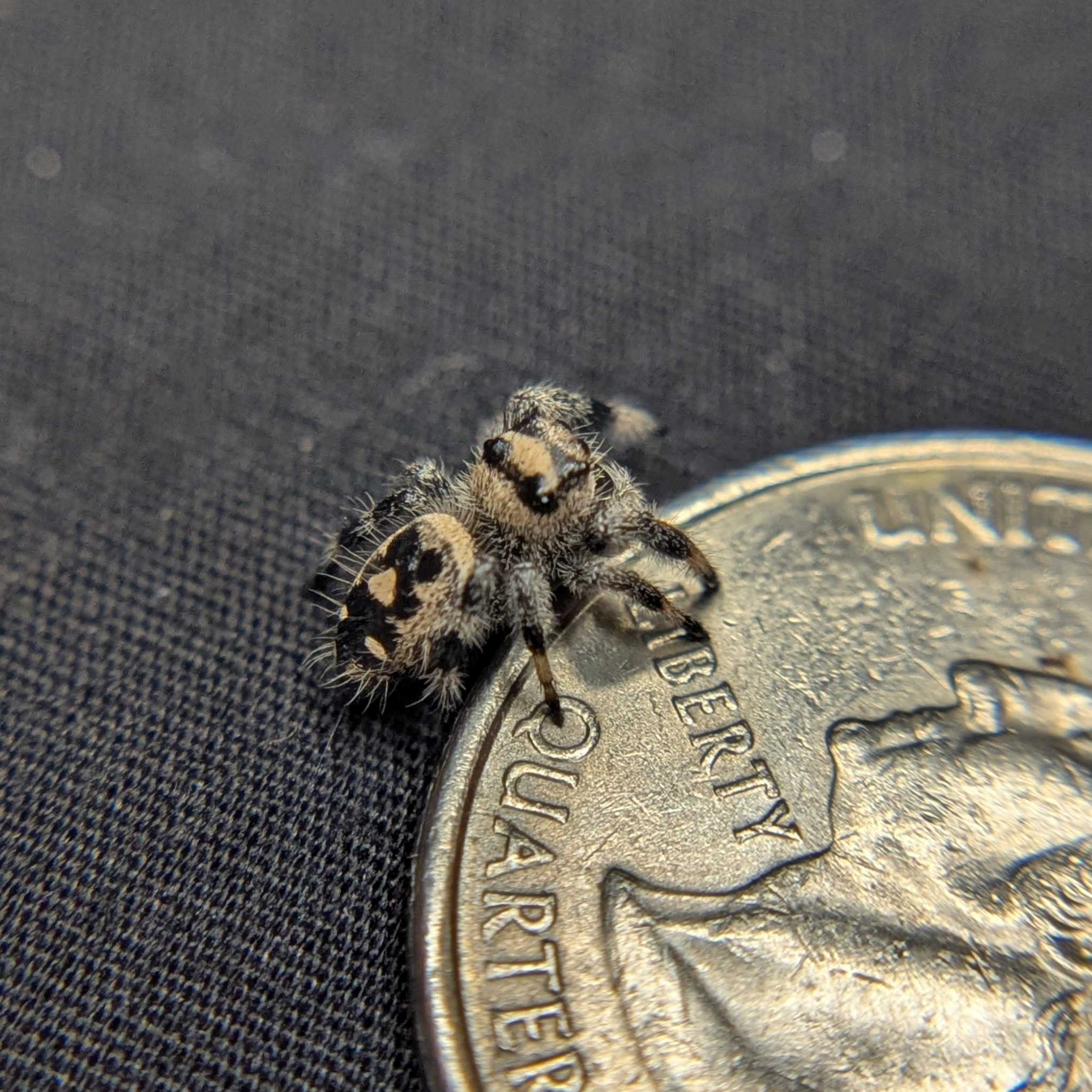 Regal Jumping Spider "Lily"