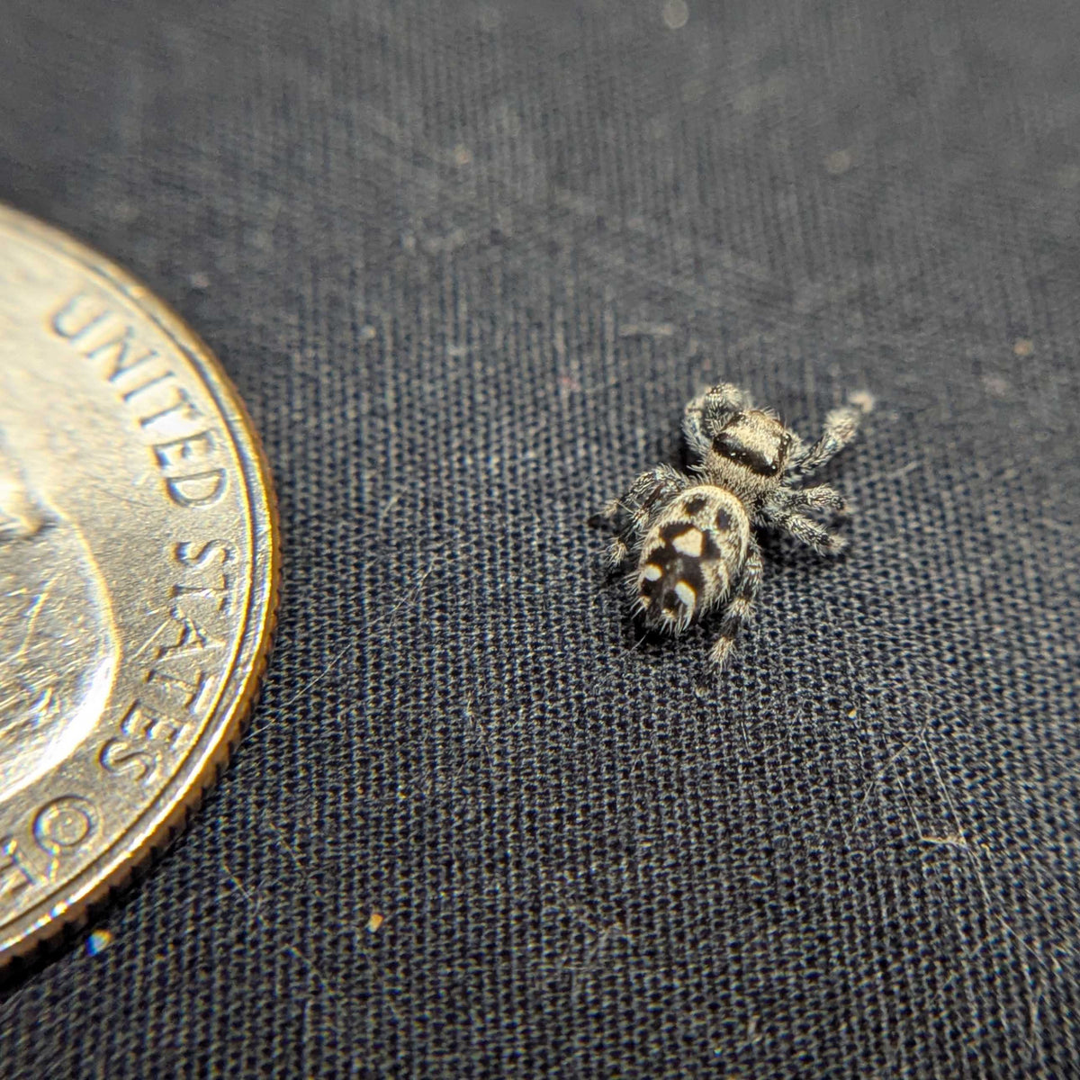 Regal Jumping Spider "Sweet"