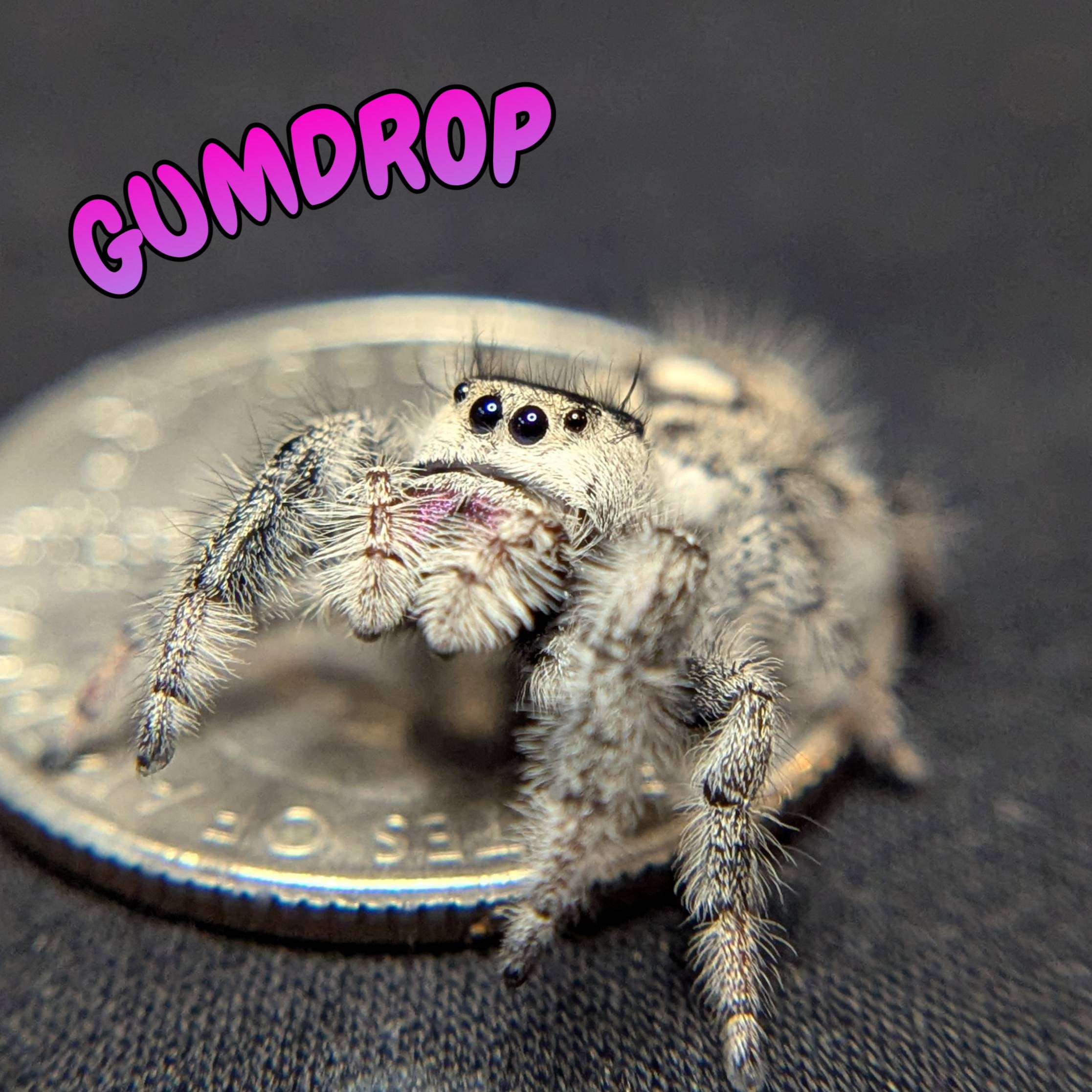 Female Regal Jumping Spider Gumdrop 