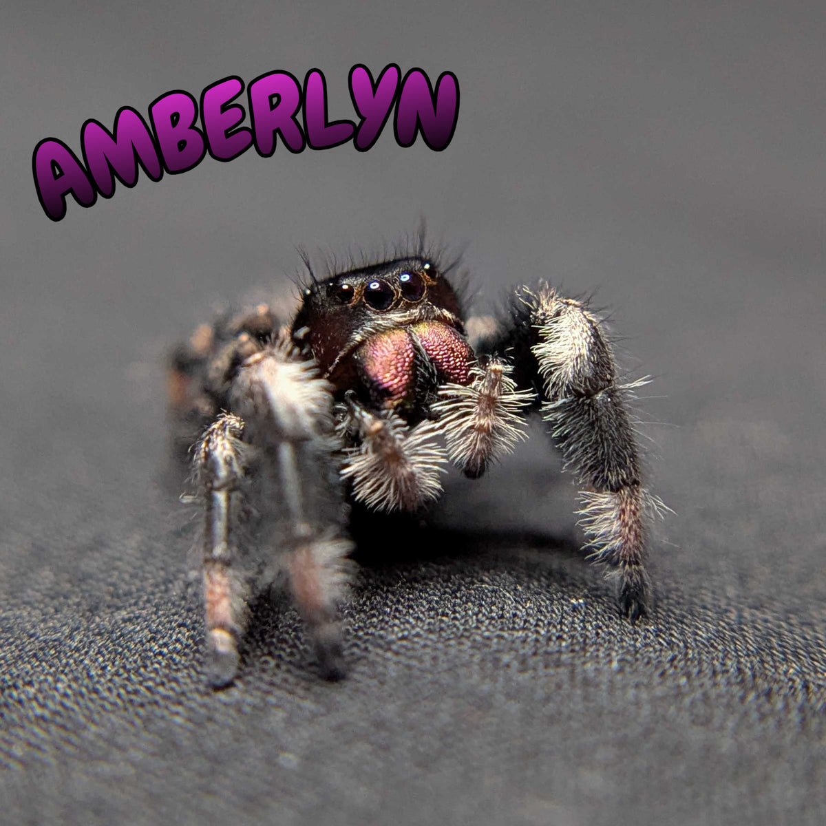 Regal Jumping Spider “Amberlyn”