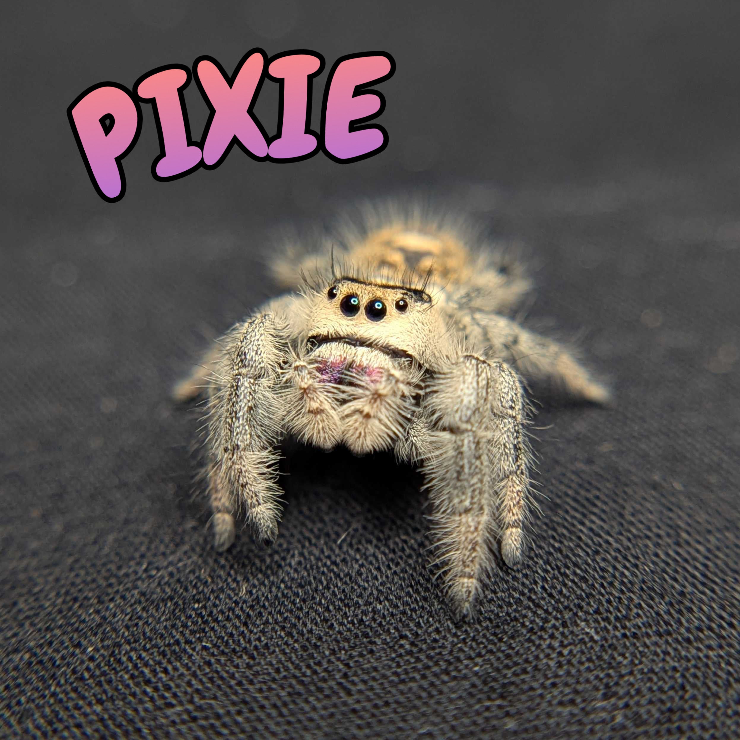 Regal Jumping Spider "Pixie"