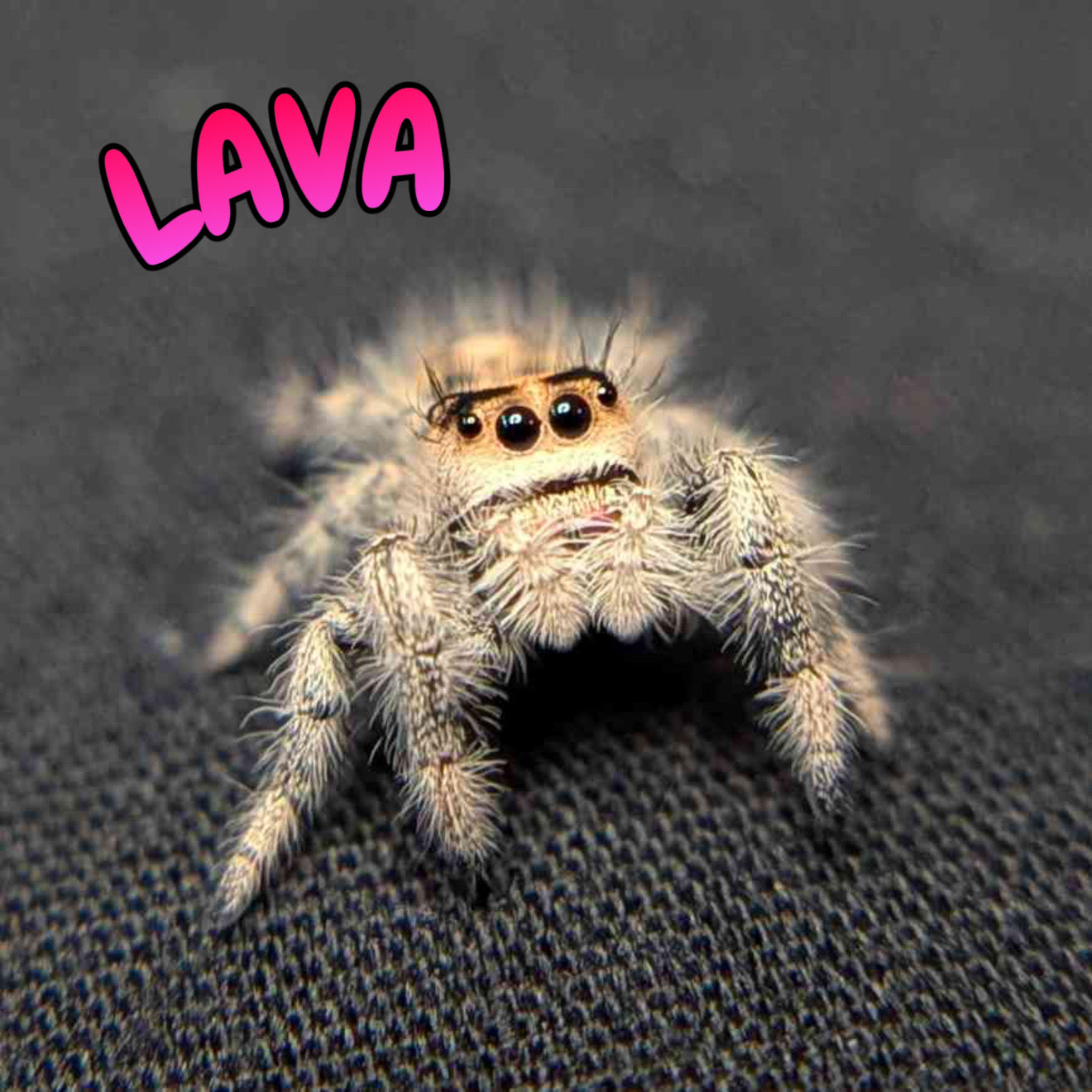Regal Jumping Spider "Lava"