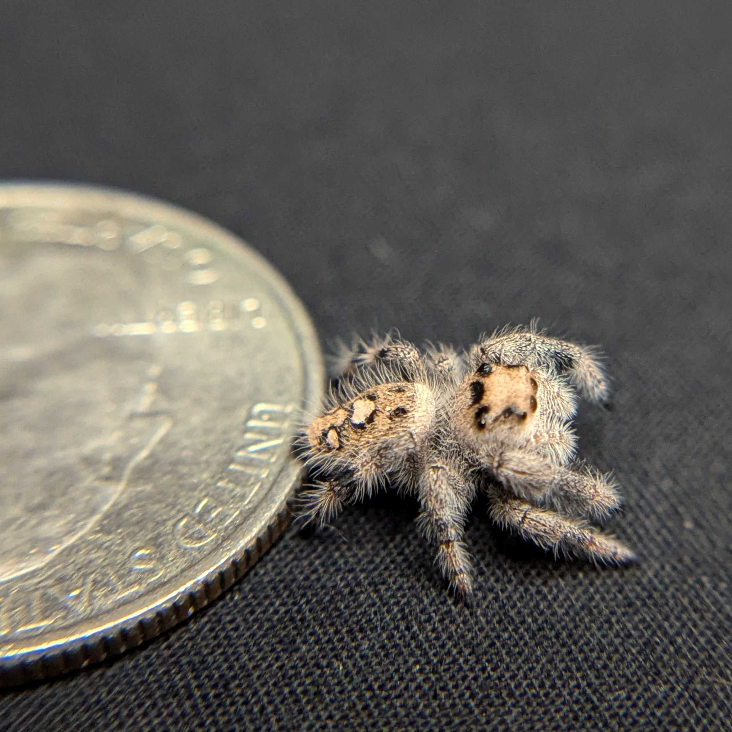Regal Jumping Spider "Sugar"