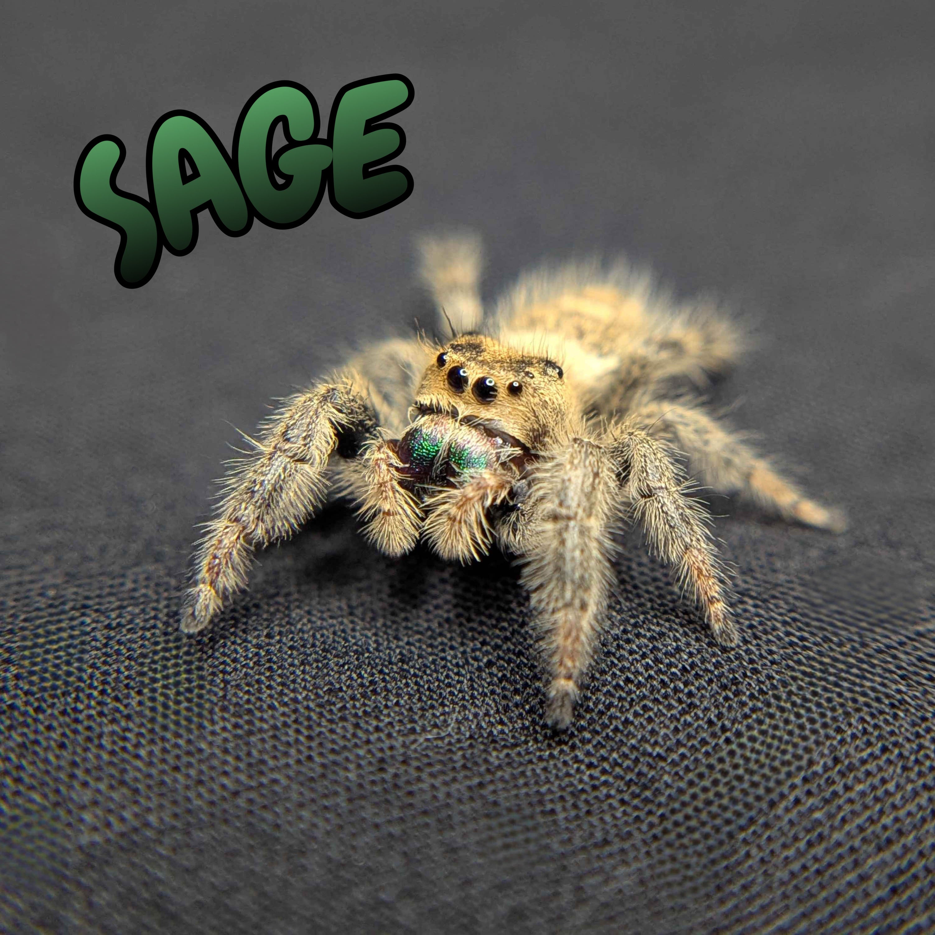Female Regal Jumping Spider "Sage"