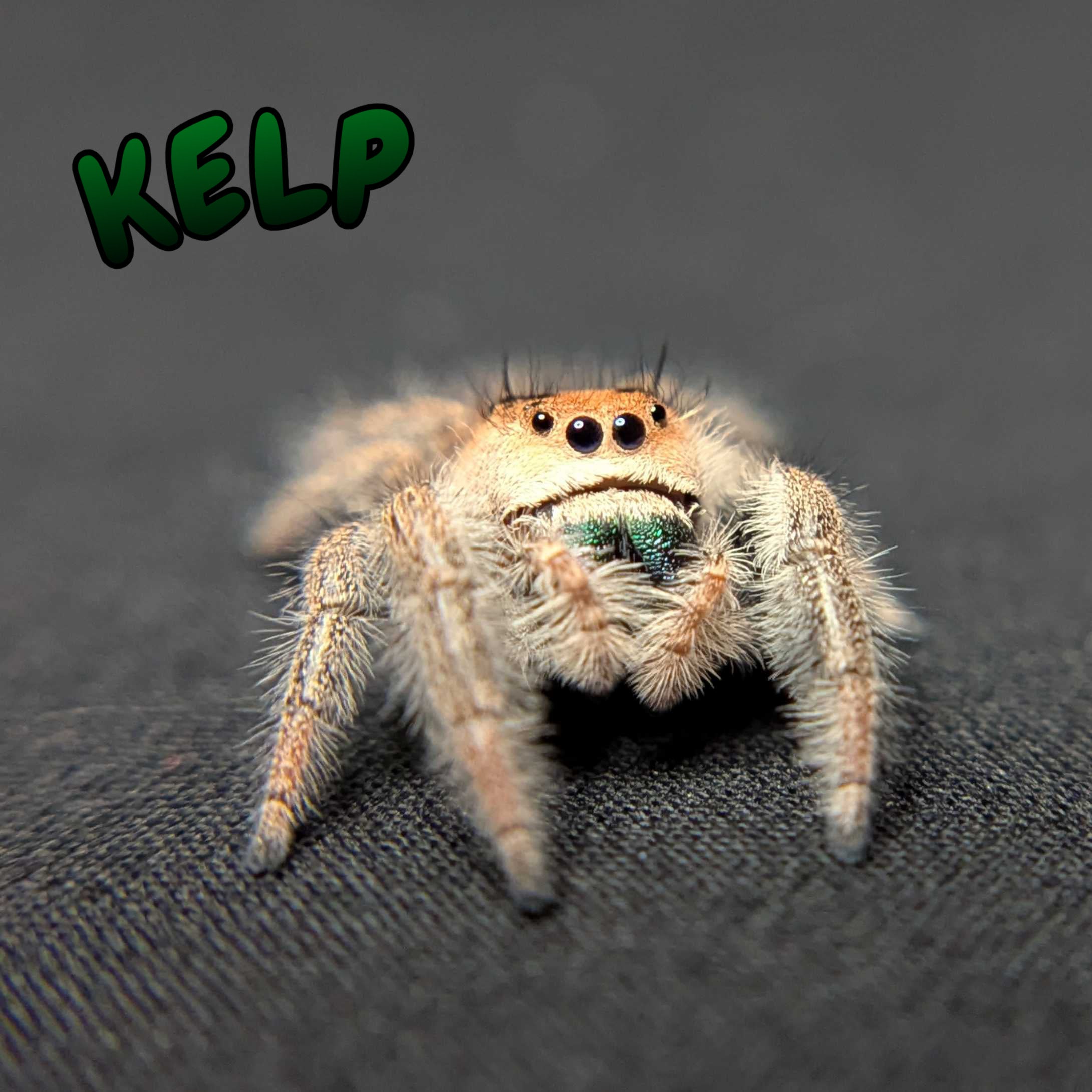 Regal Jumping Spider "Kelp"