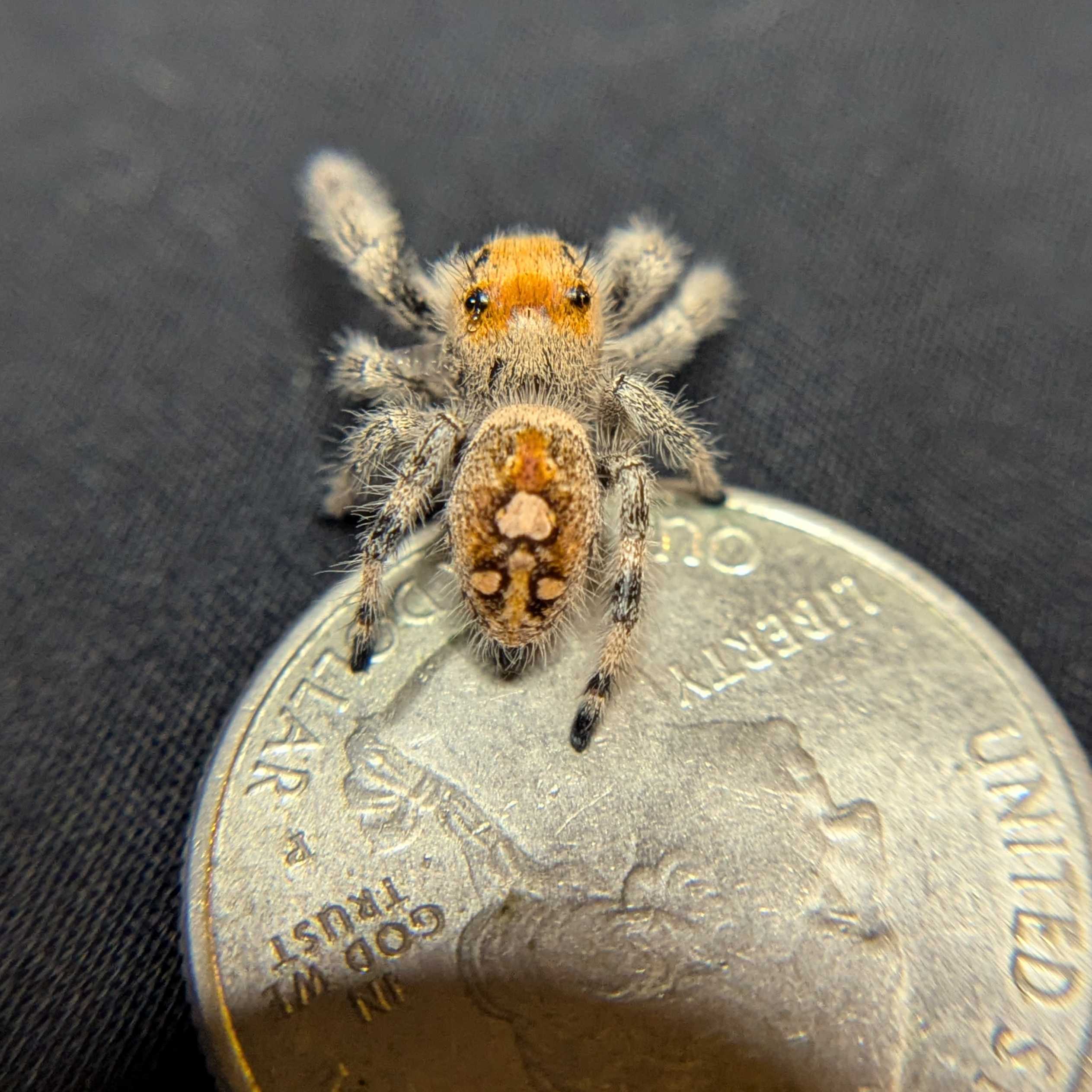 Regal Jumping Spider “Candied Yams”