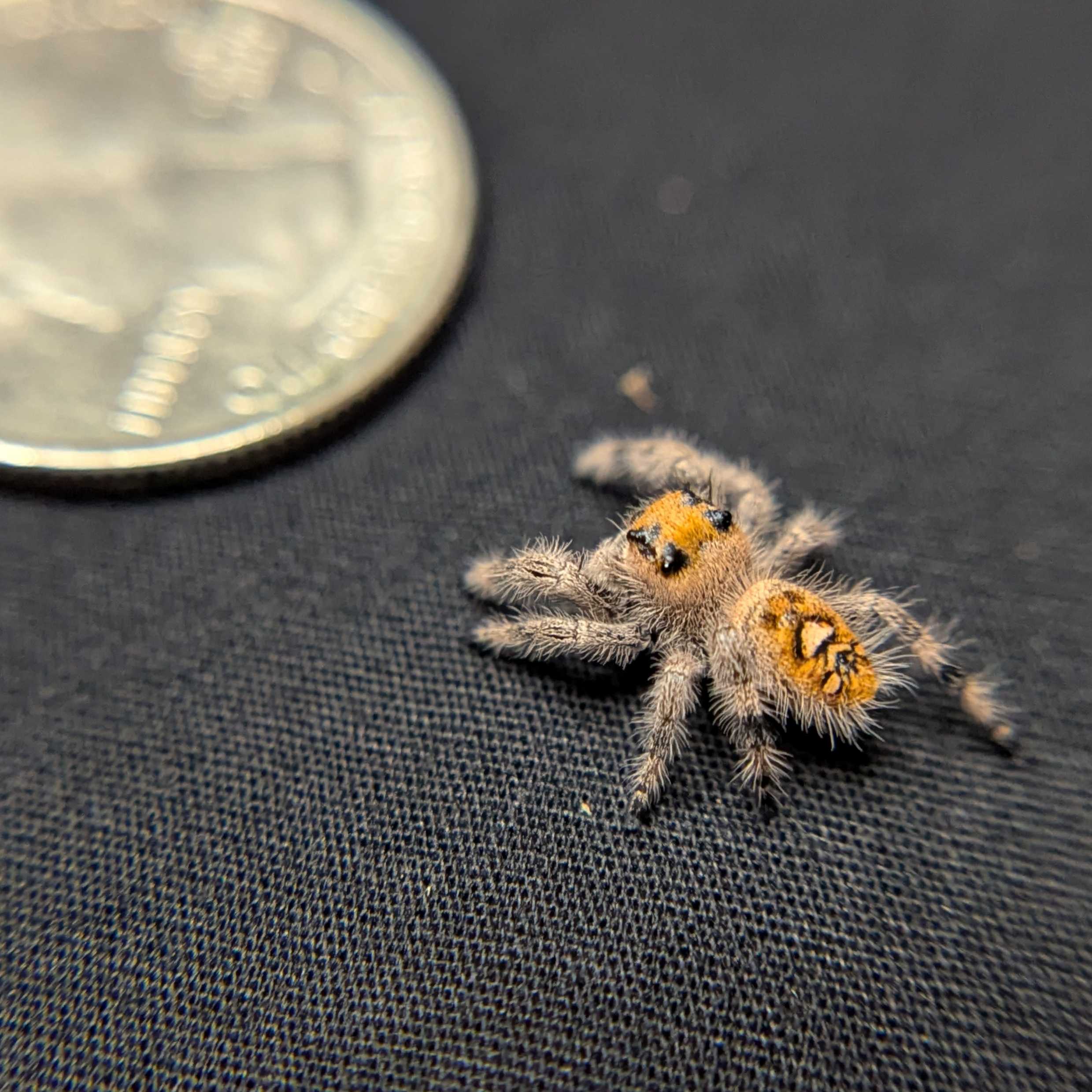 Regal Jumping Spider "Whisper"