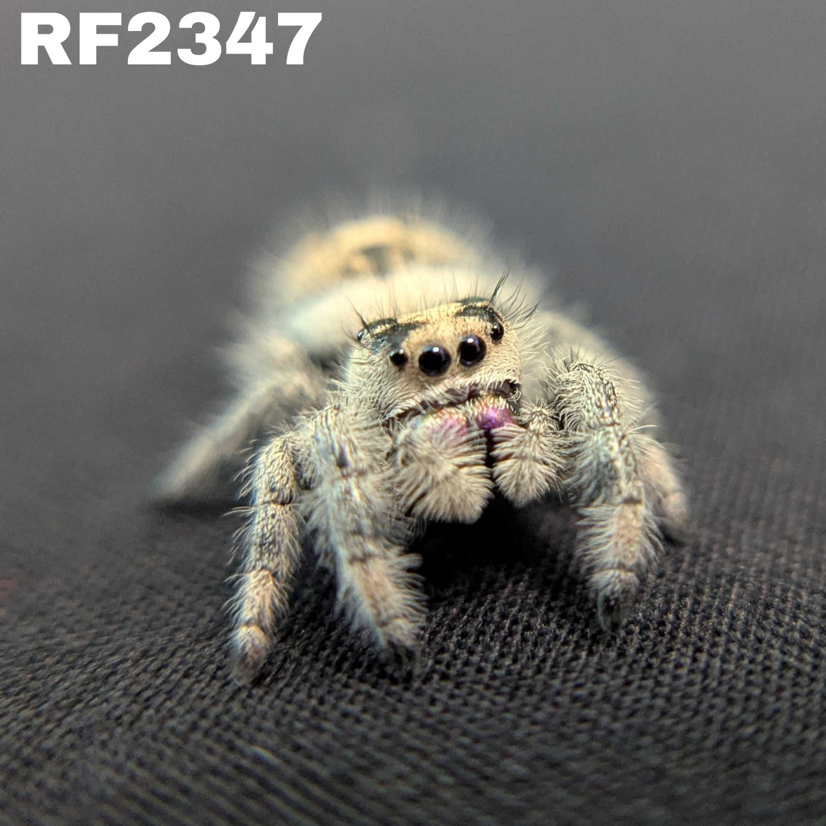 Regal Jumping Spider "Starburst"