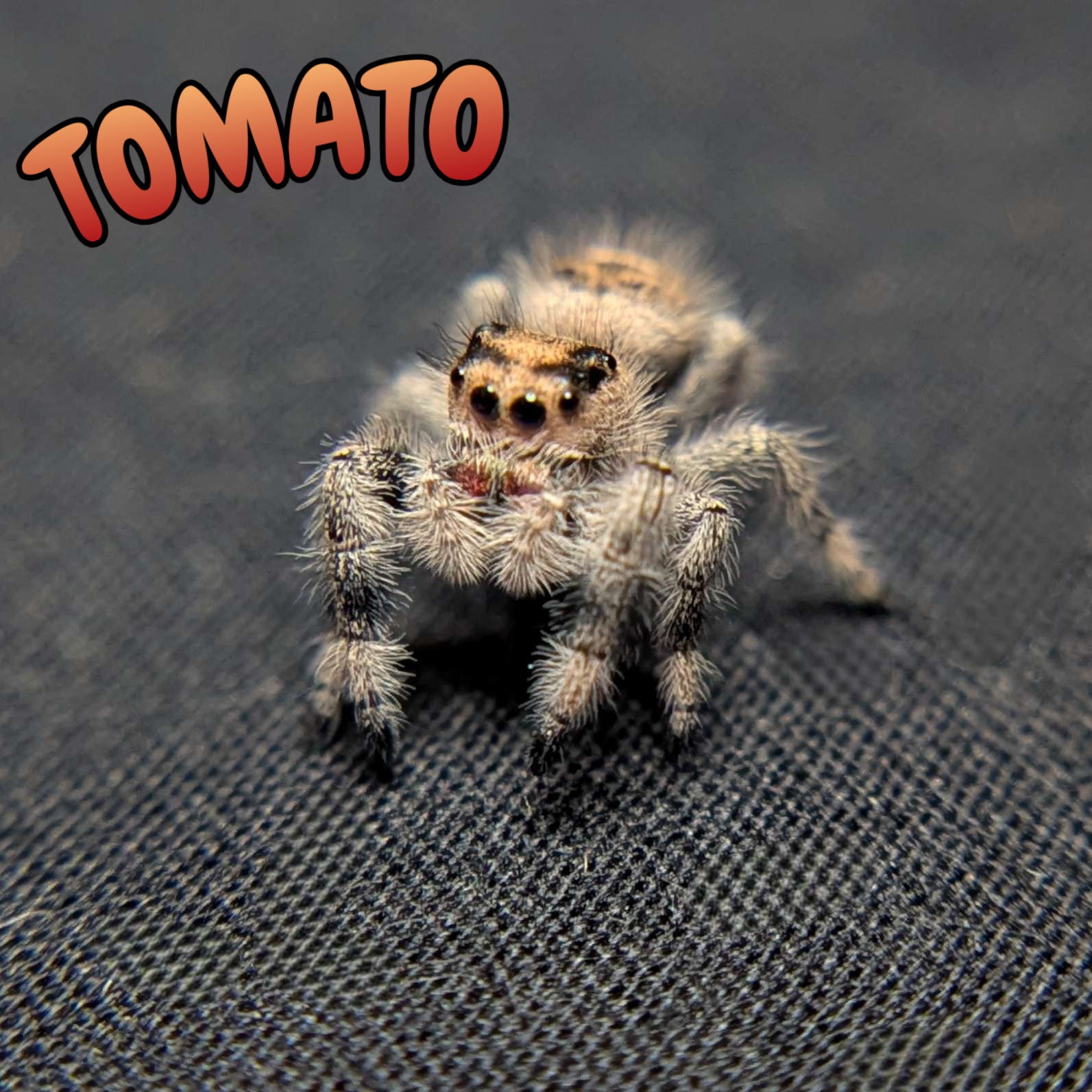 Regal Jumping Spider "Tomato"