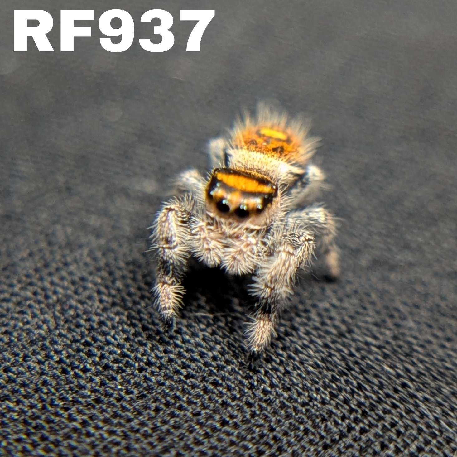 Regal Jumping Spider "Hot”