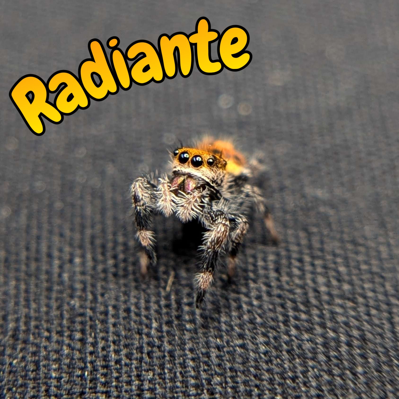 Female Regal Jumping Spider Radiante