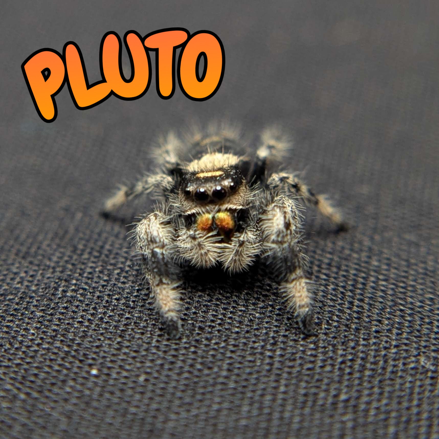 Regal Jumping Spider "Pluto"