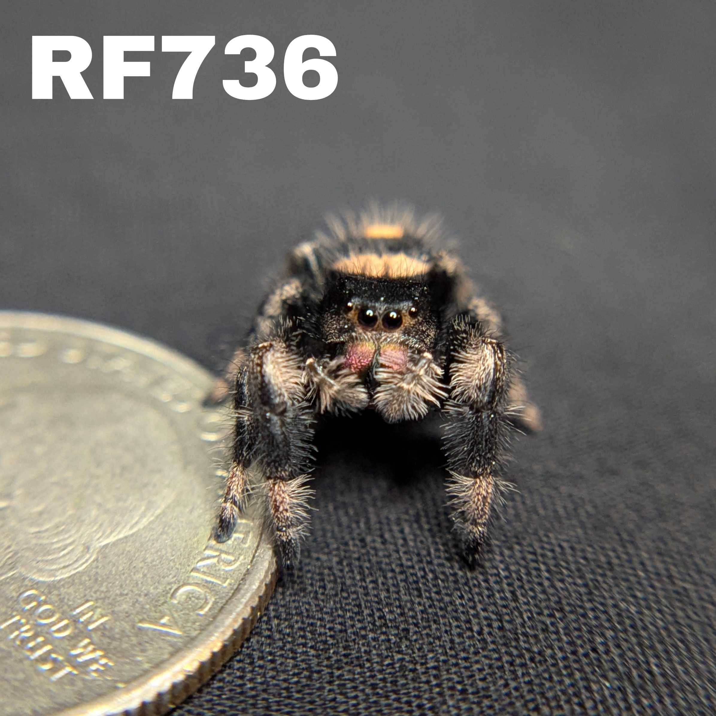 Regal Jumping Spider "Goose"