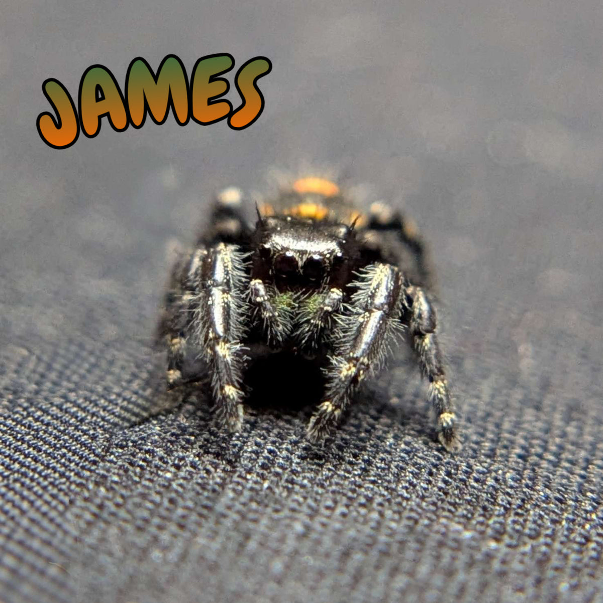 Audax Bryantae Jumping Spider "James"