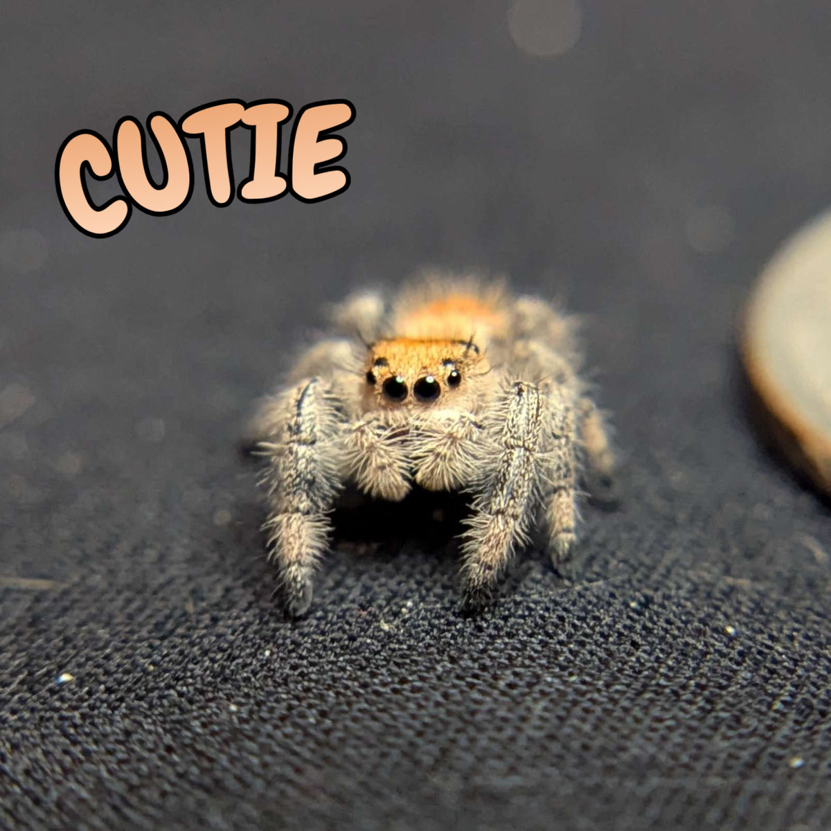 Regal Jumping Spider "Cutie"
