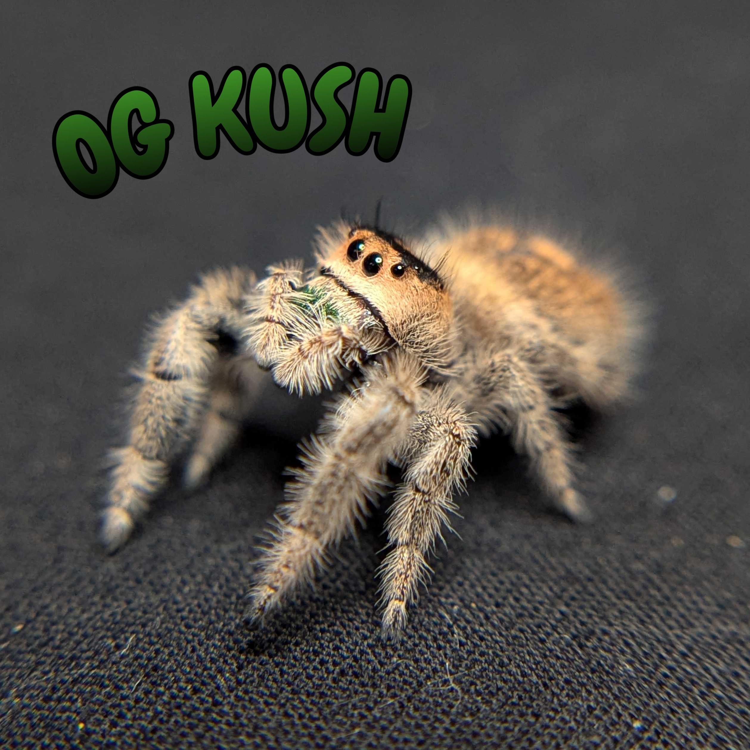 Female Regal Jumping Spider OG KUSH