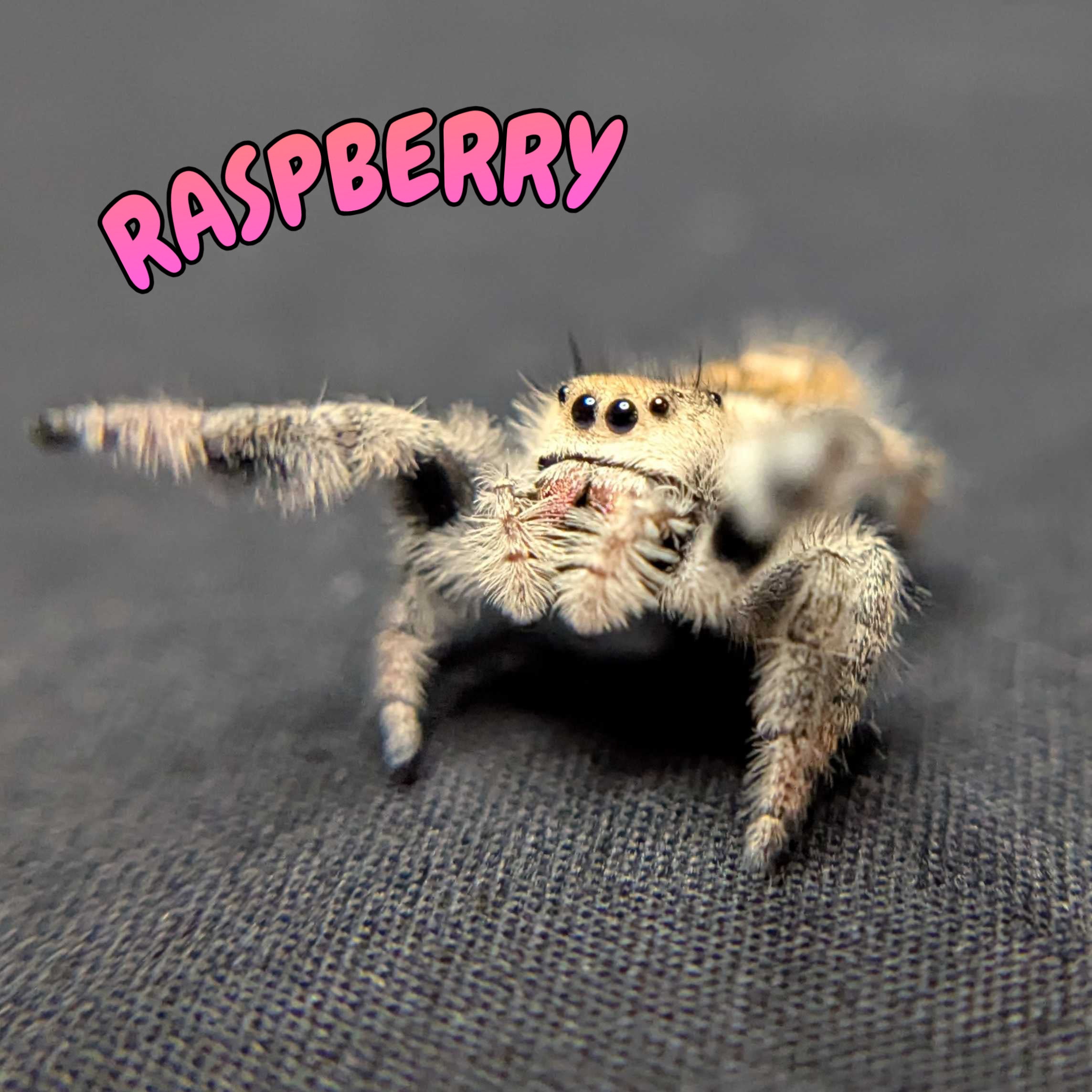 Regal Jumping Spider "Raspberry"