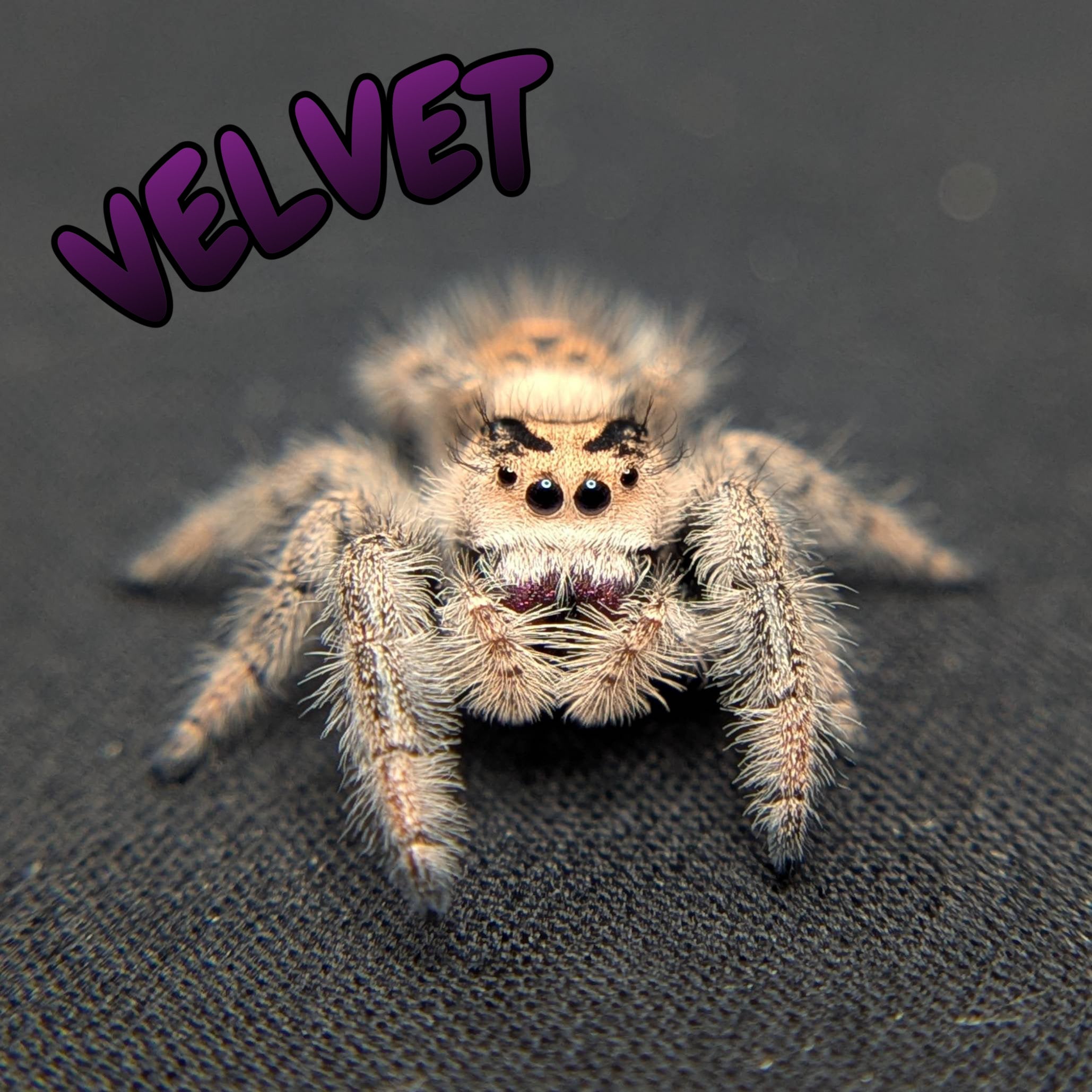 Regal Jumping Spider "Velvet"