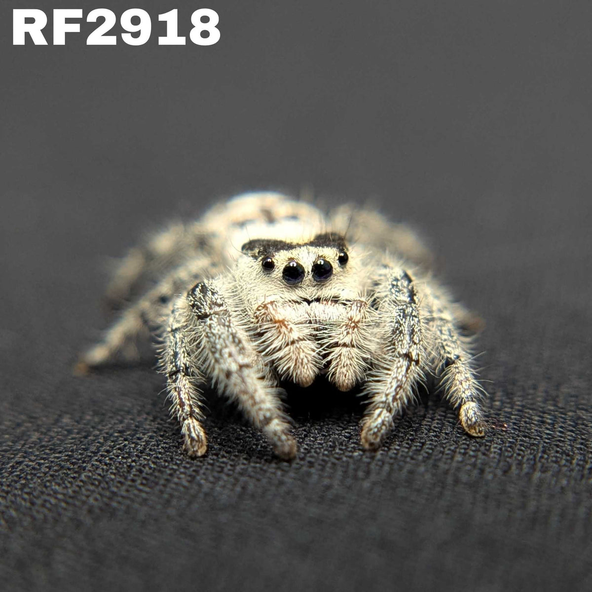 Regal Jumping Spider “Circe”