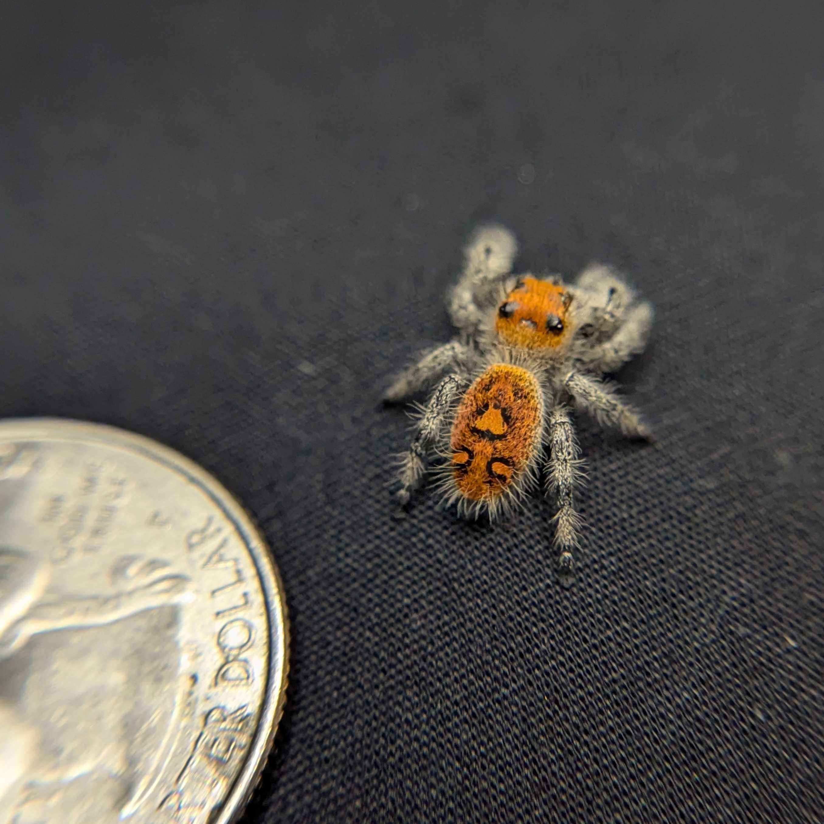 Regal Jumping Spider "Charmander"