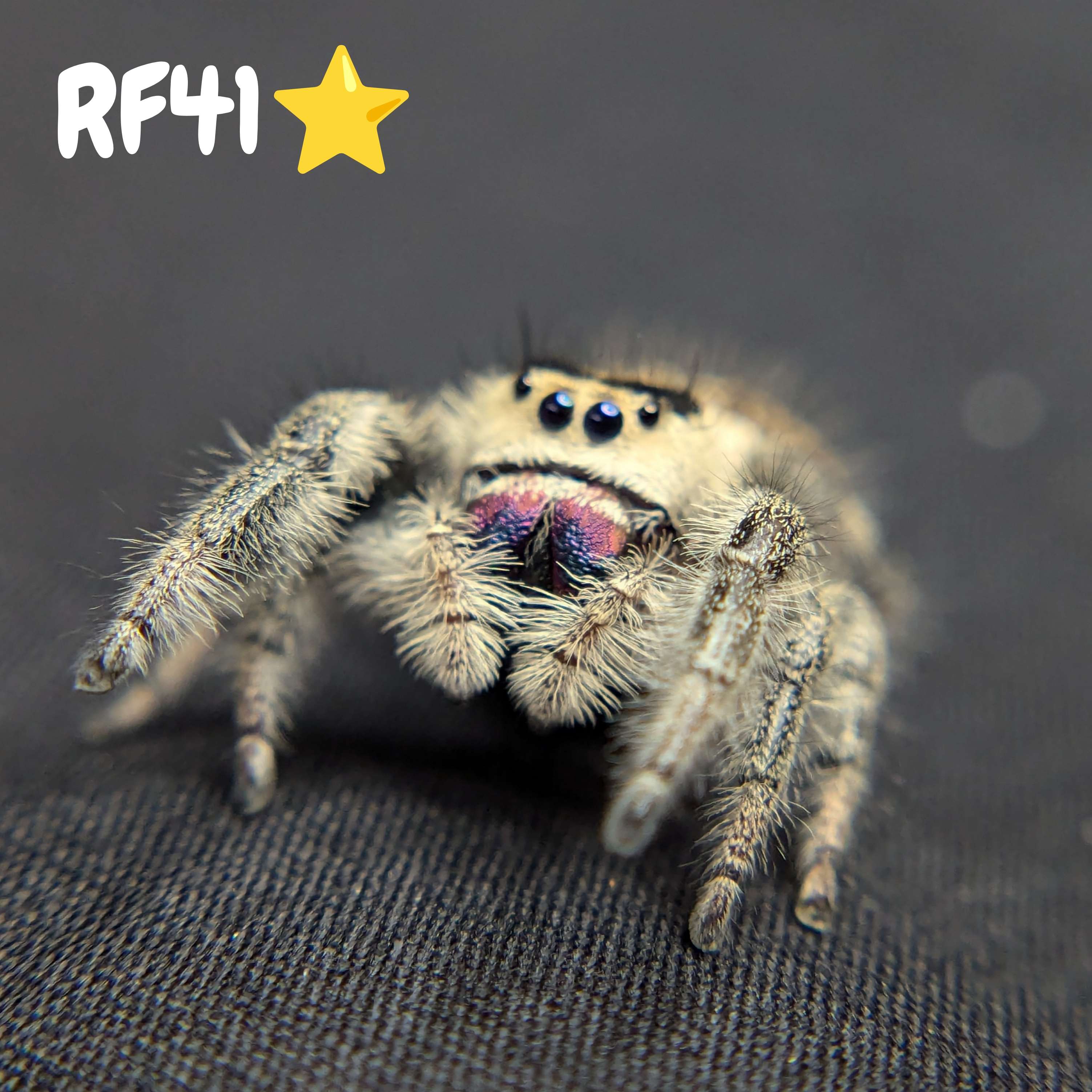 Regal Jumping Spider "Confetti"