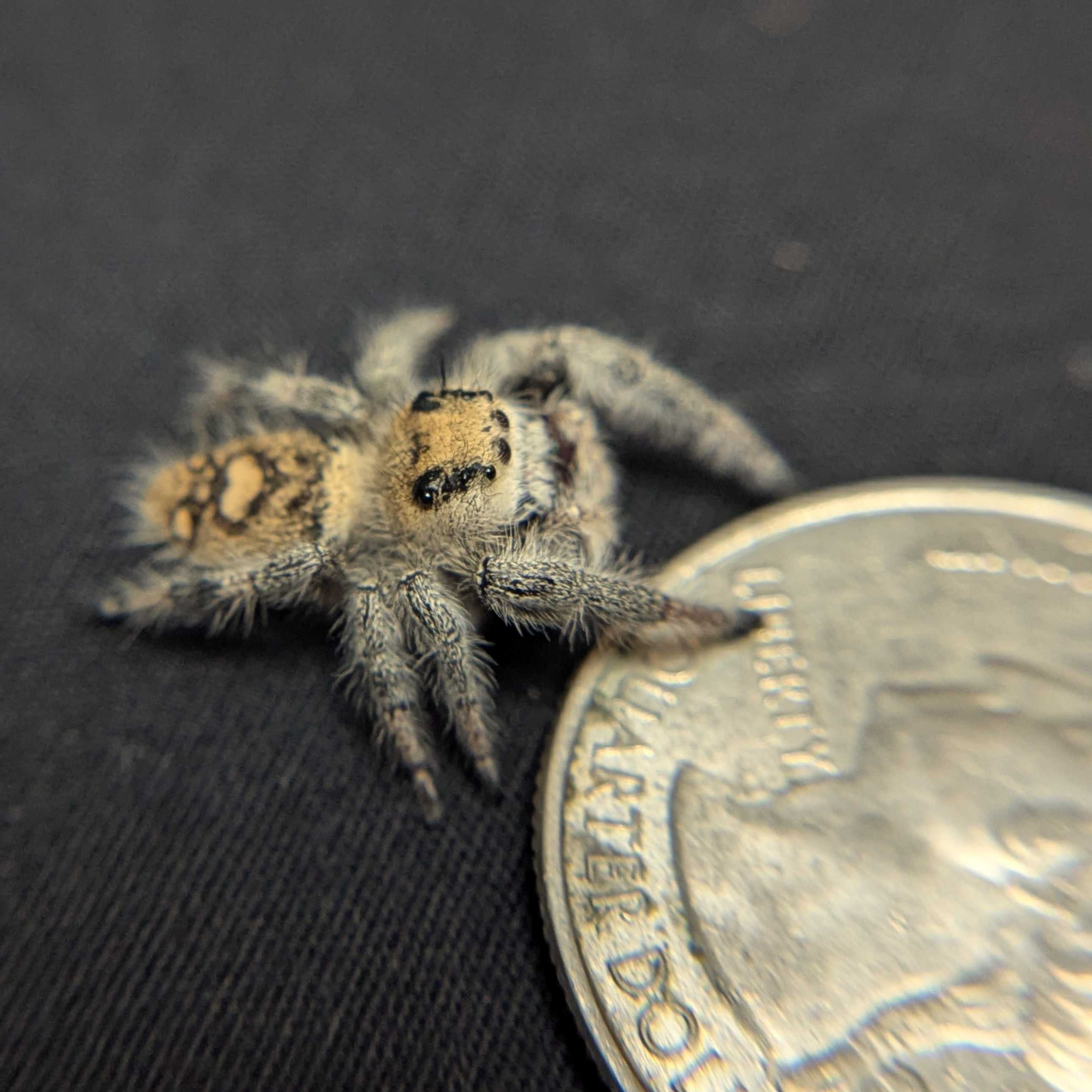 Regal Jumping Spider "Mira"