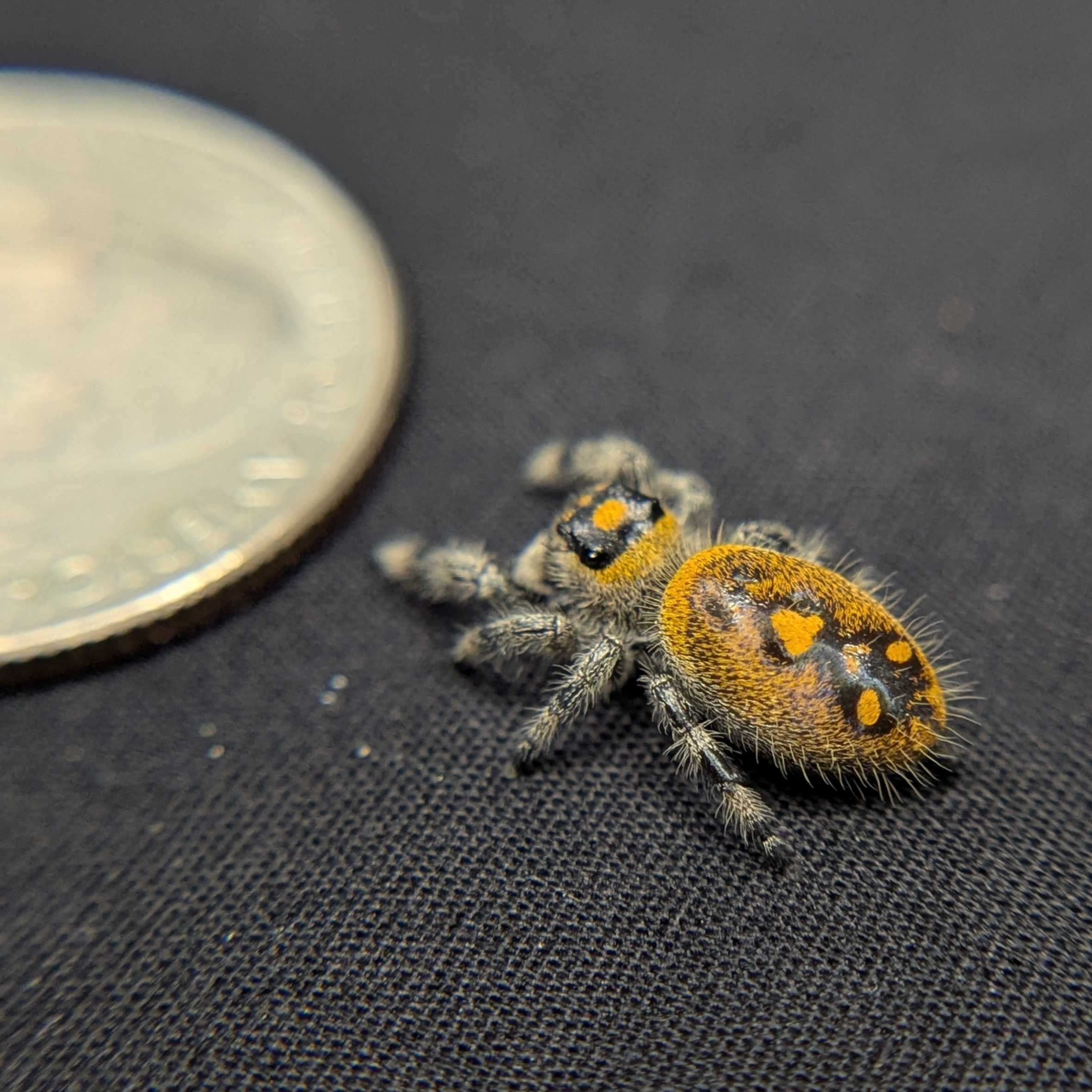 Regal Jumping Spider “Apricot”