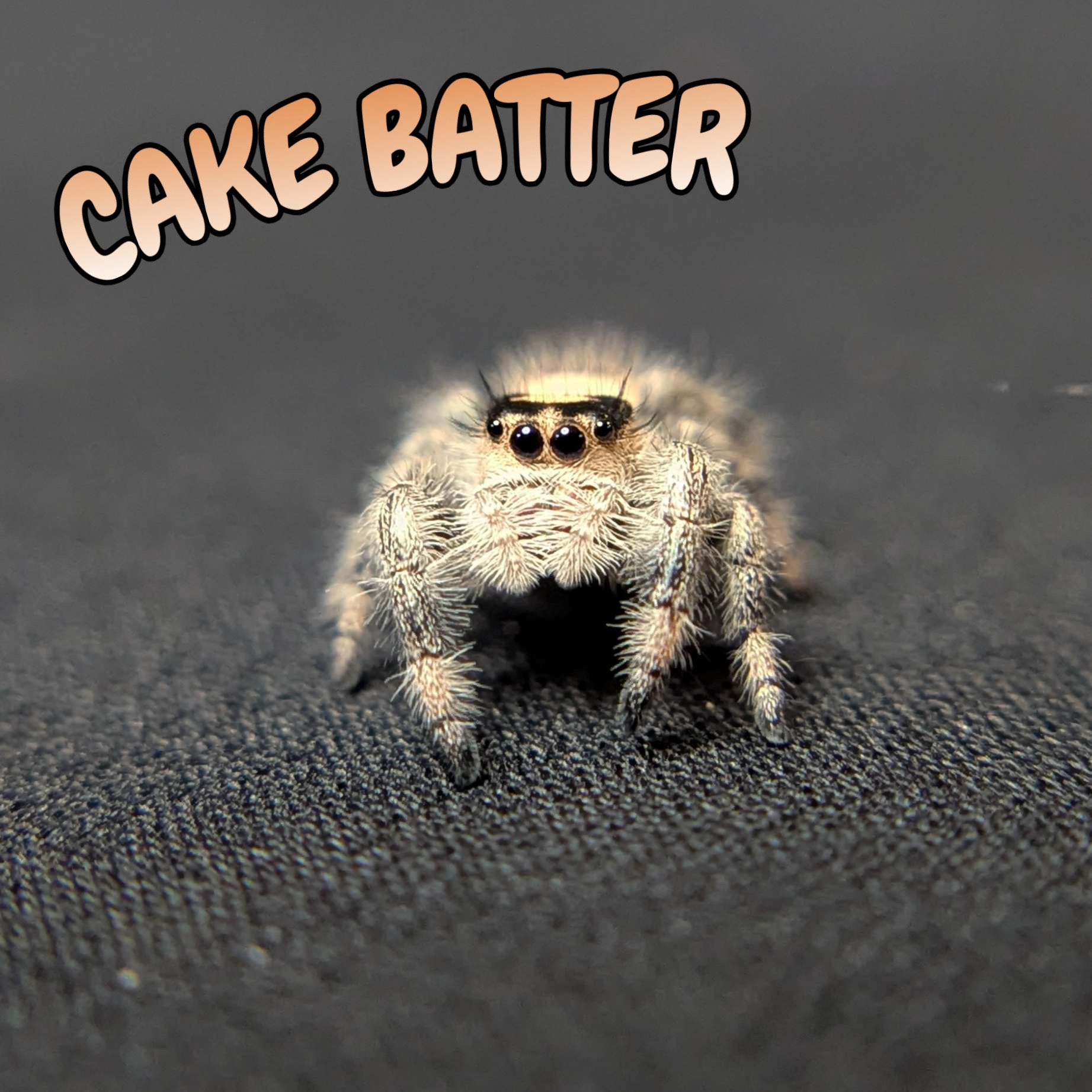 Regal Jumping Spider “Cake Batter”