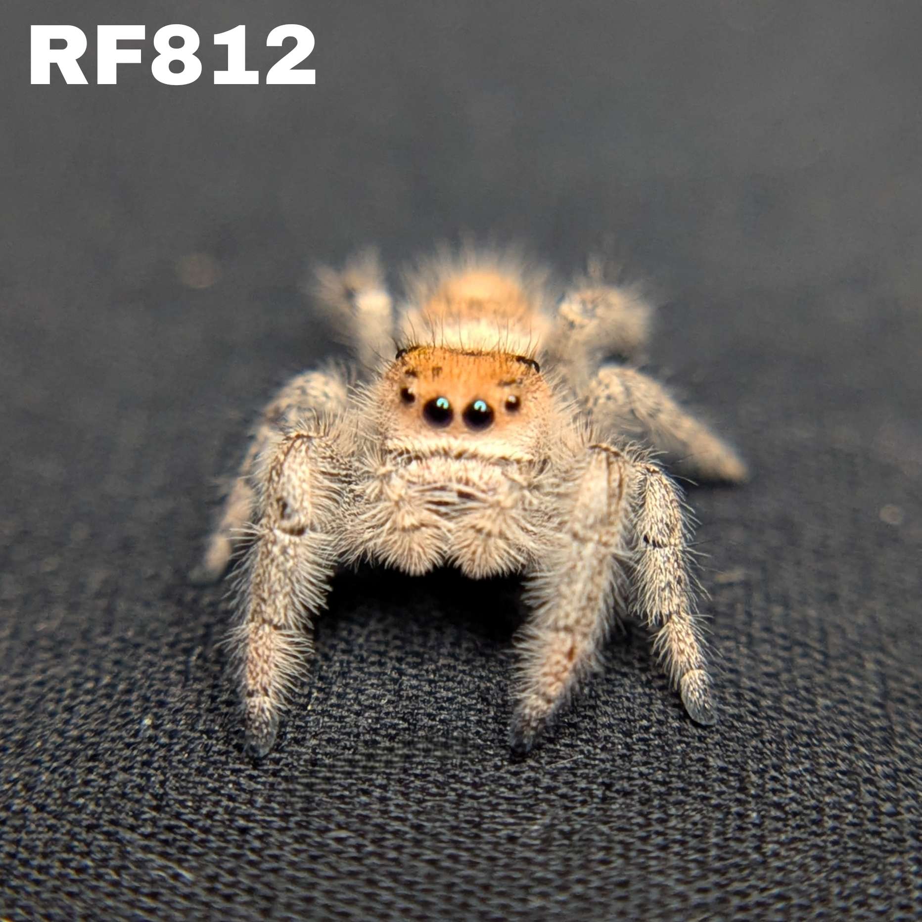 Regal Jumping Spider "Dasher"