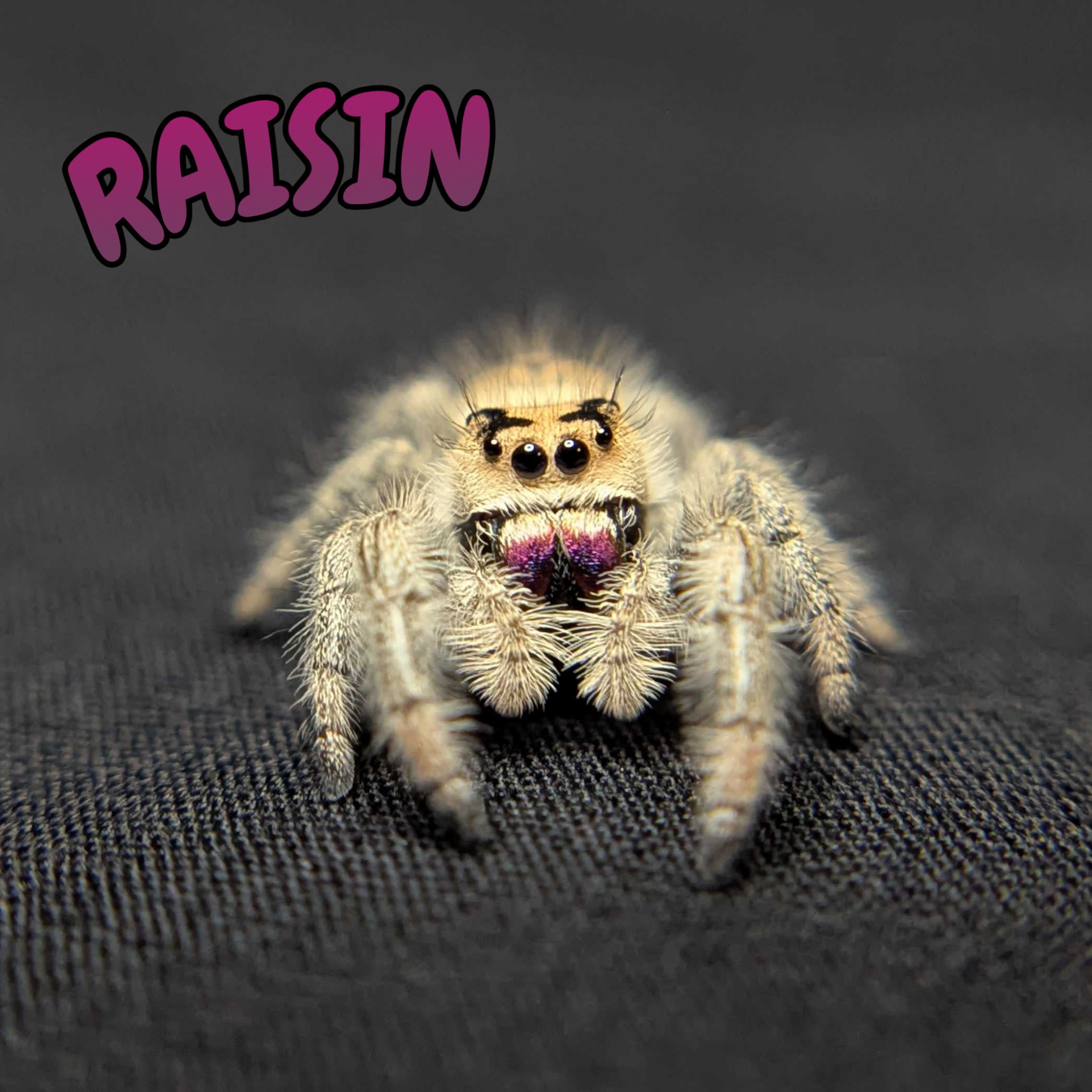 Regal Jumping Spider "Raisin"