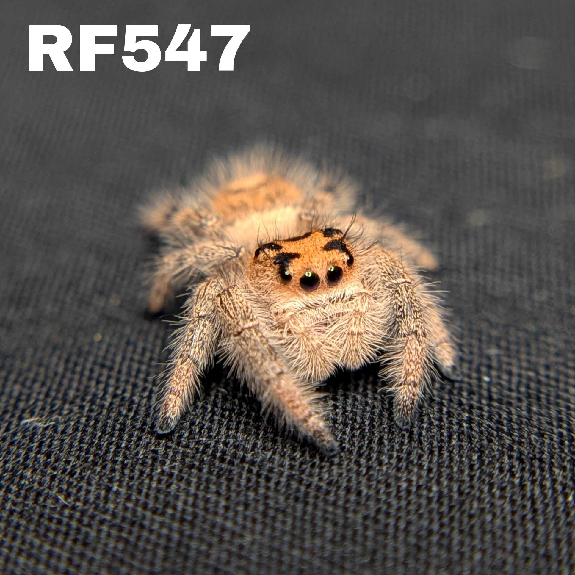 Regal Jumping Spider "Mandarin"