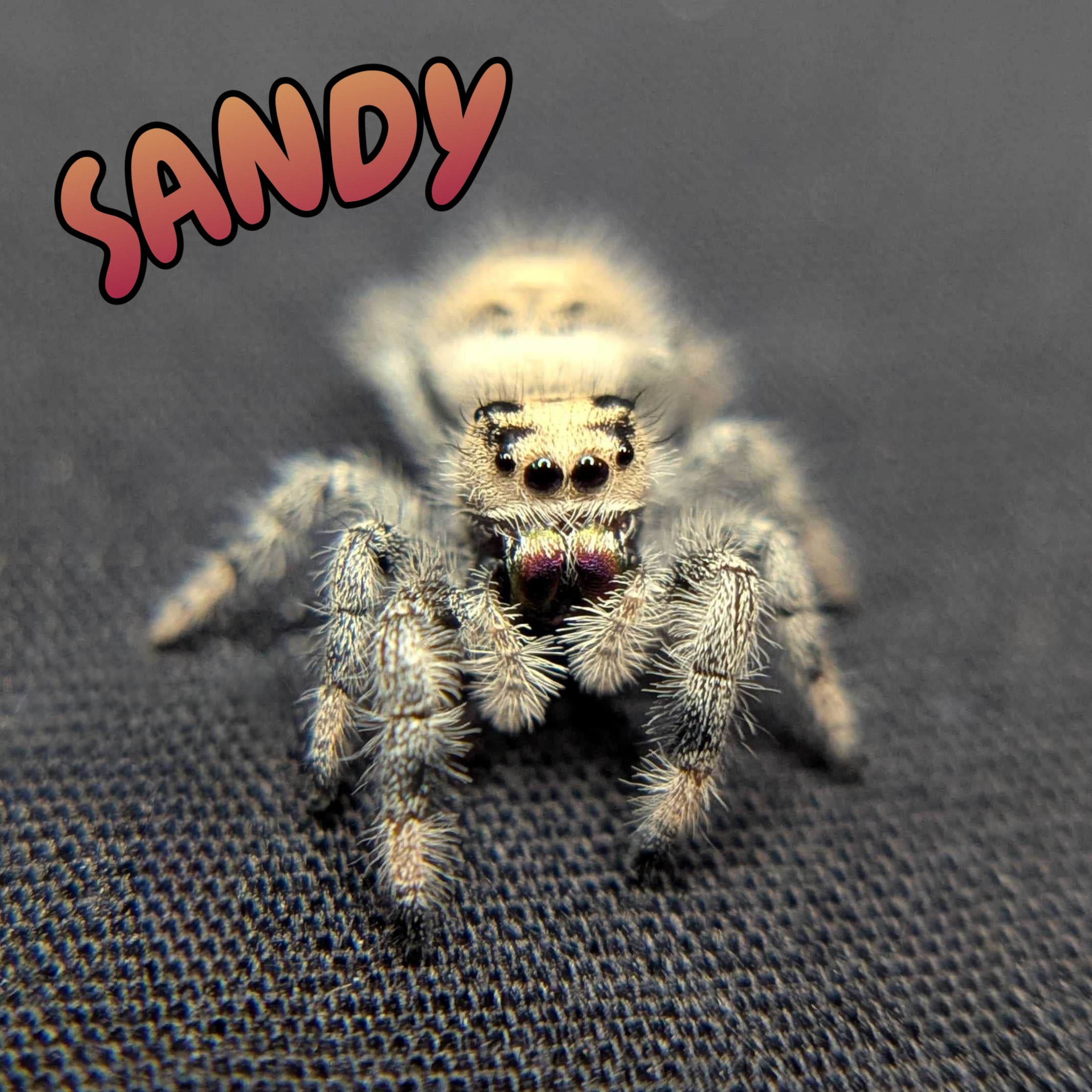 Regal Jumping Spider "Sandy"