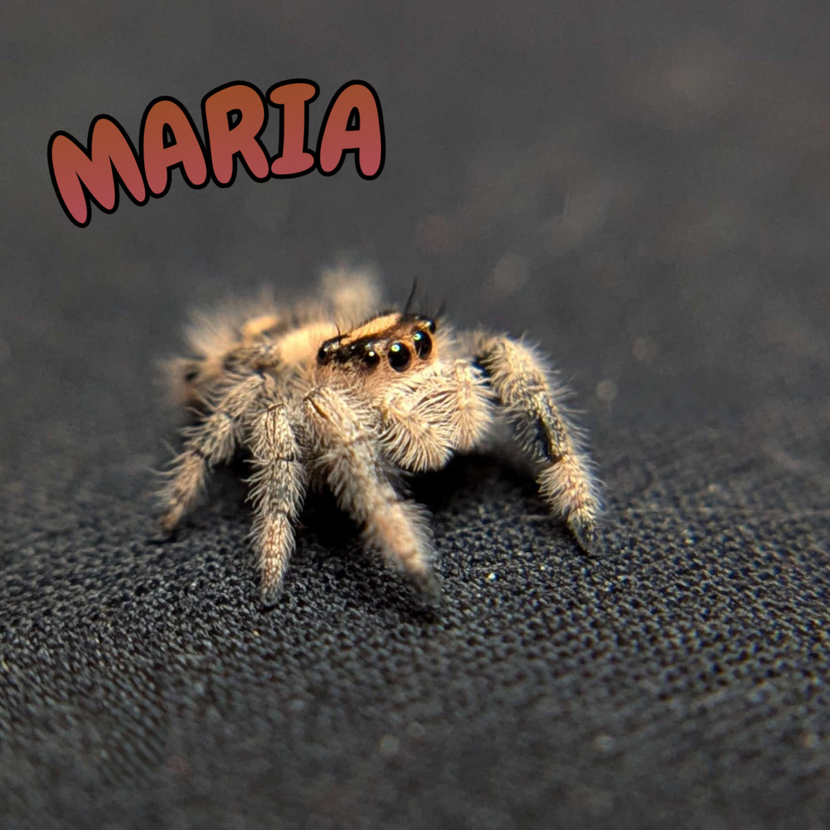 Regal Jumping Spider "Maria"