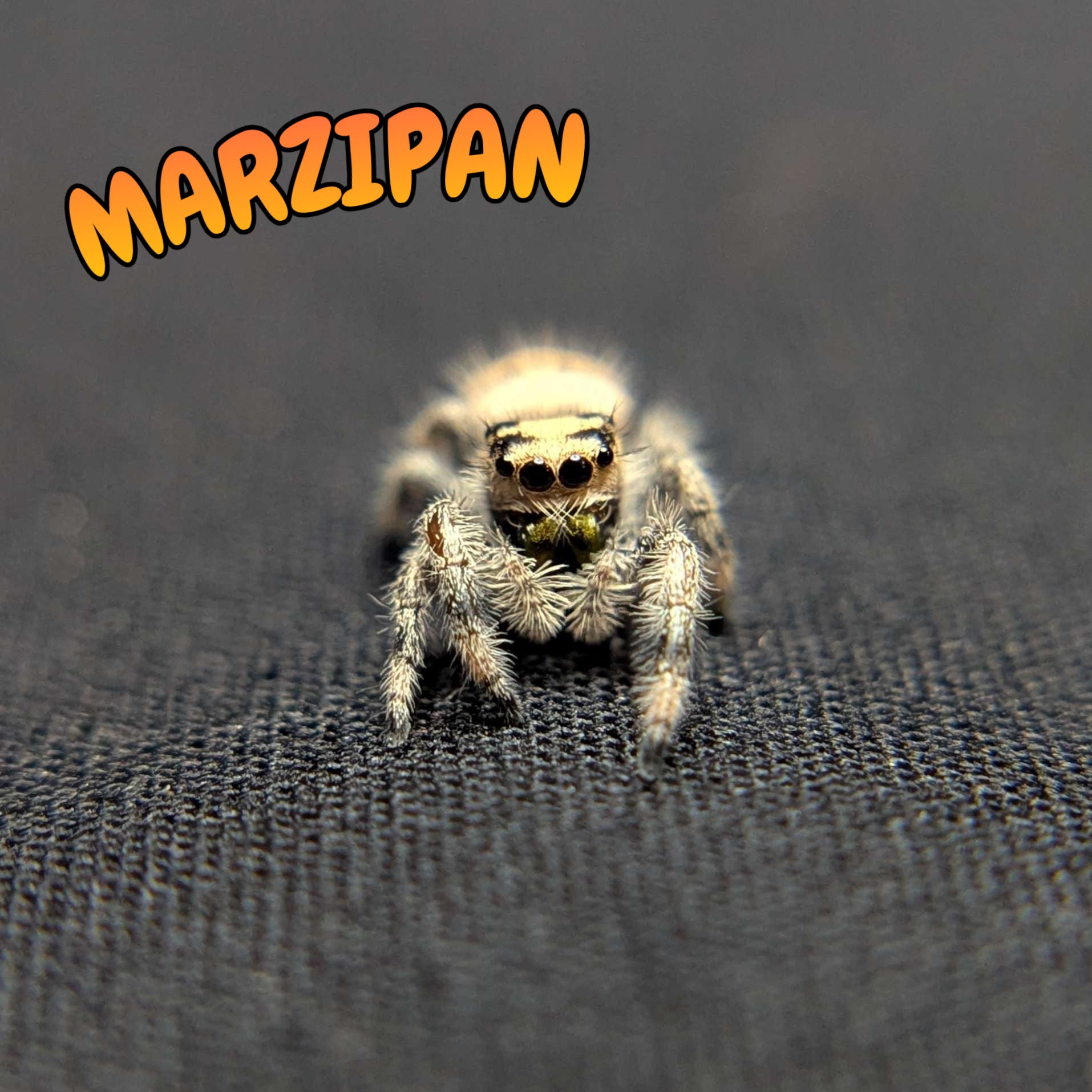 Regal Jumping Spider "Marzipan"