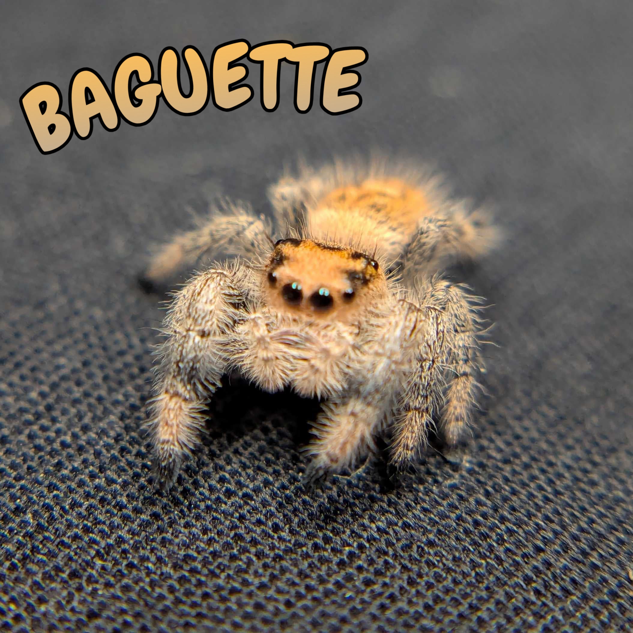 Regal Jumping Spider "Baguette"