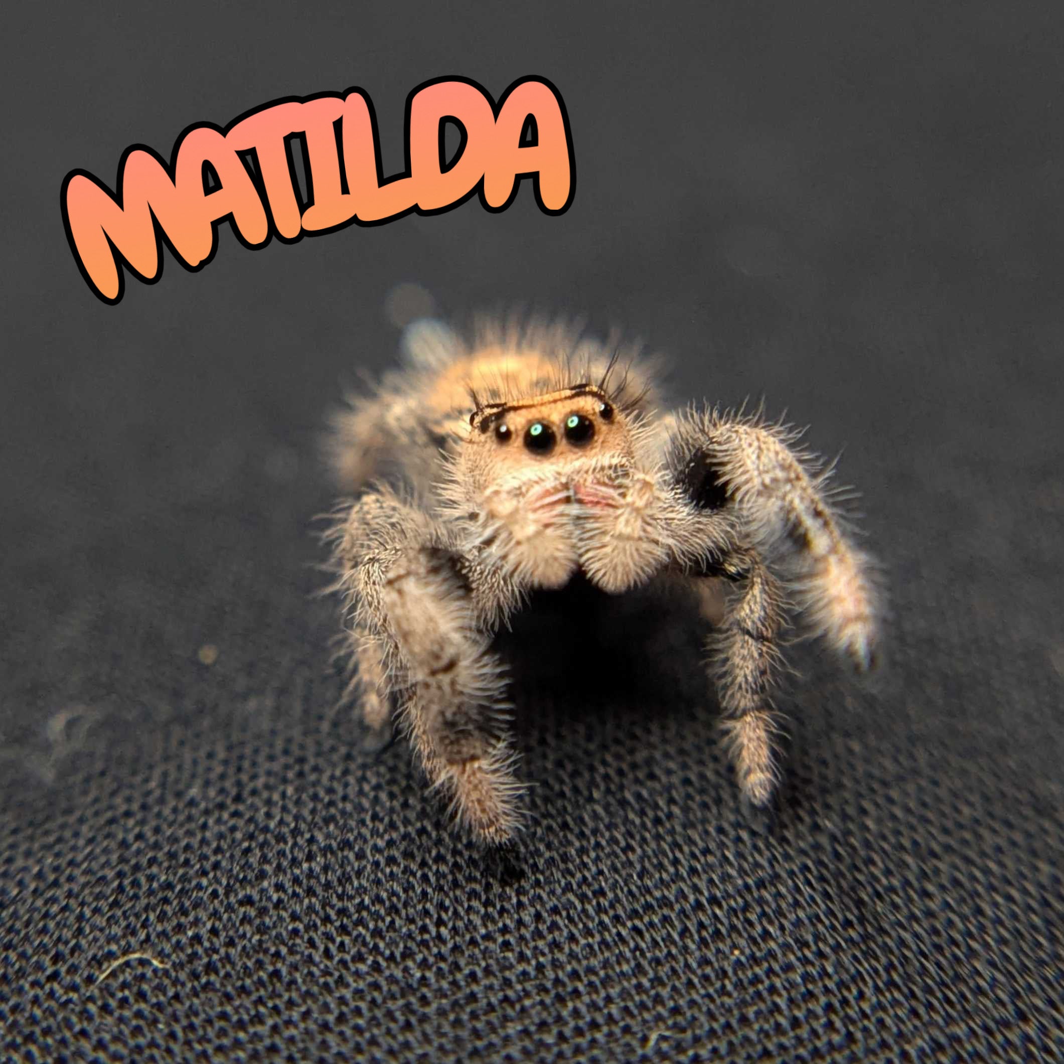 Regal Jumping Spider "Matilda"
