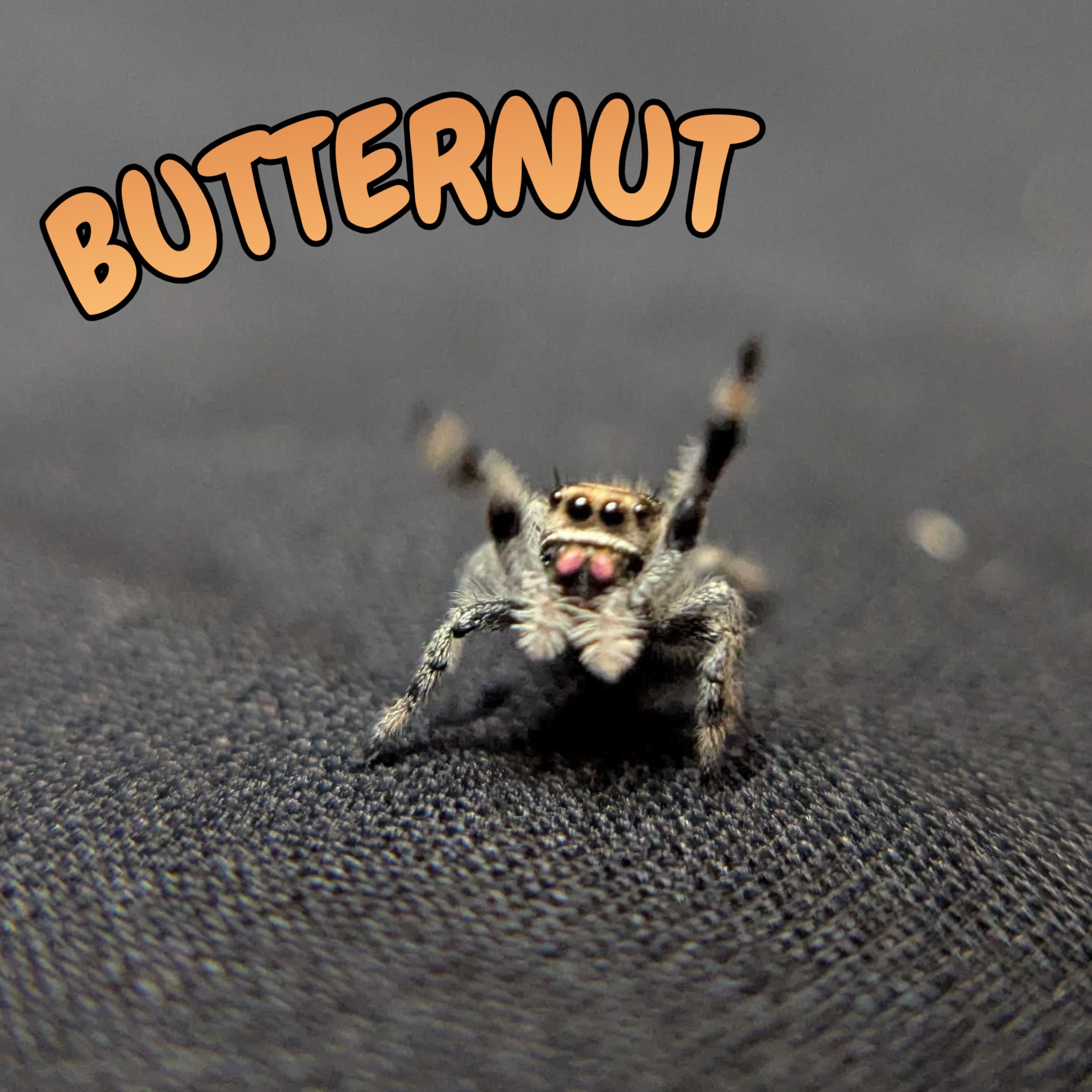 Regal Jumping Spider "Butternut"
