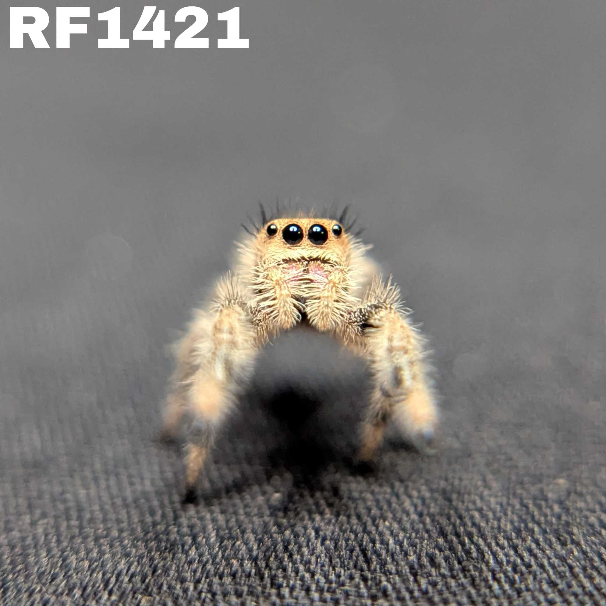 Regal Jumping Spider “Sprite”