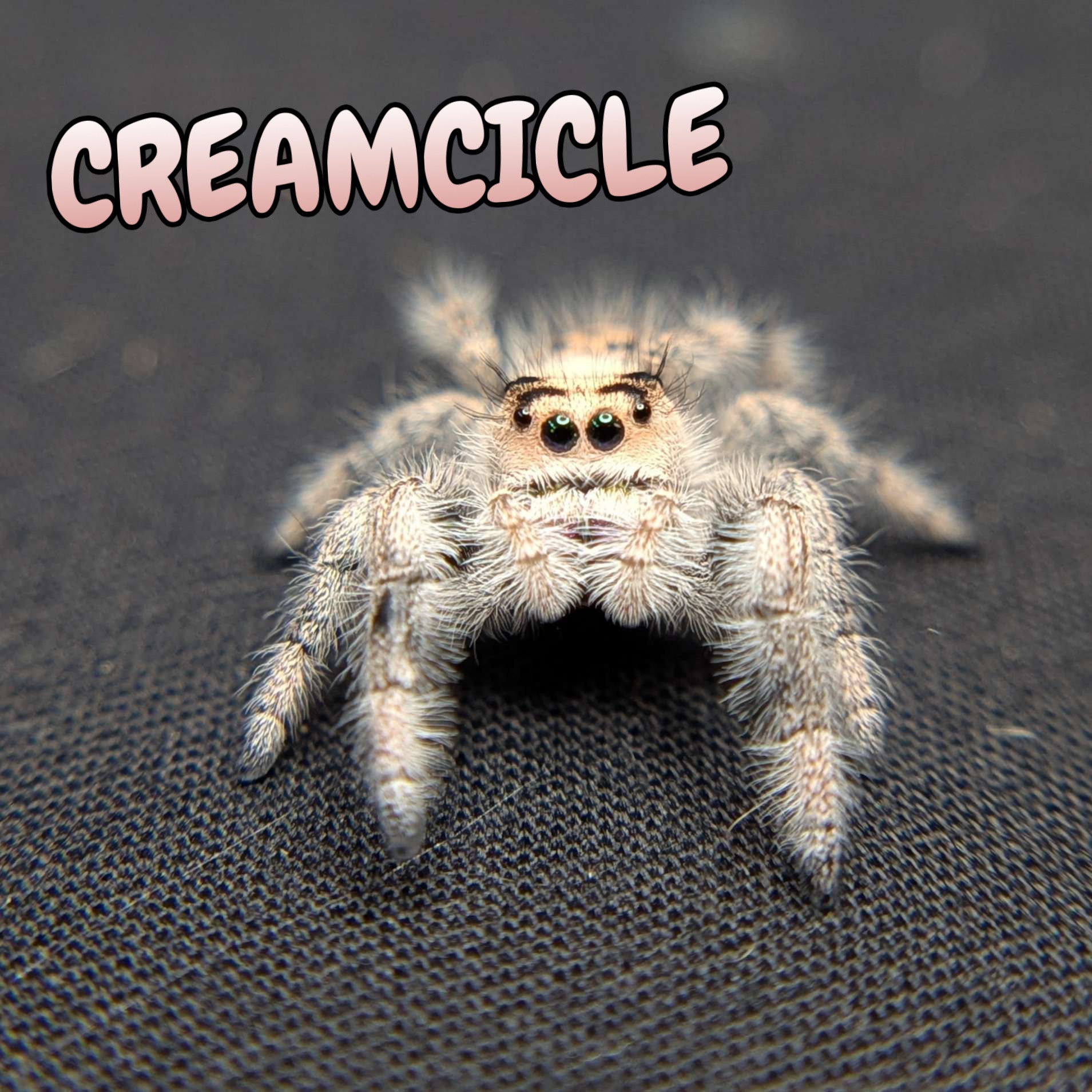Regal Jumping Spider "Creamcicle"