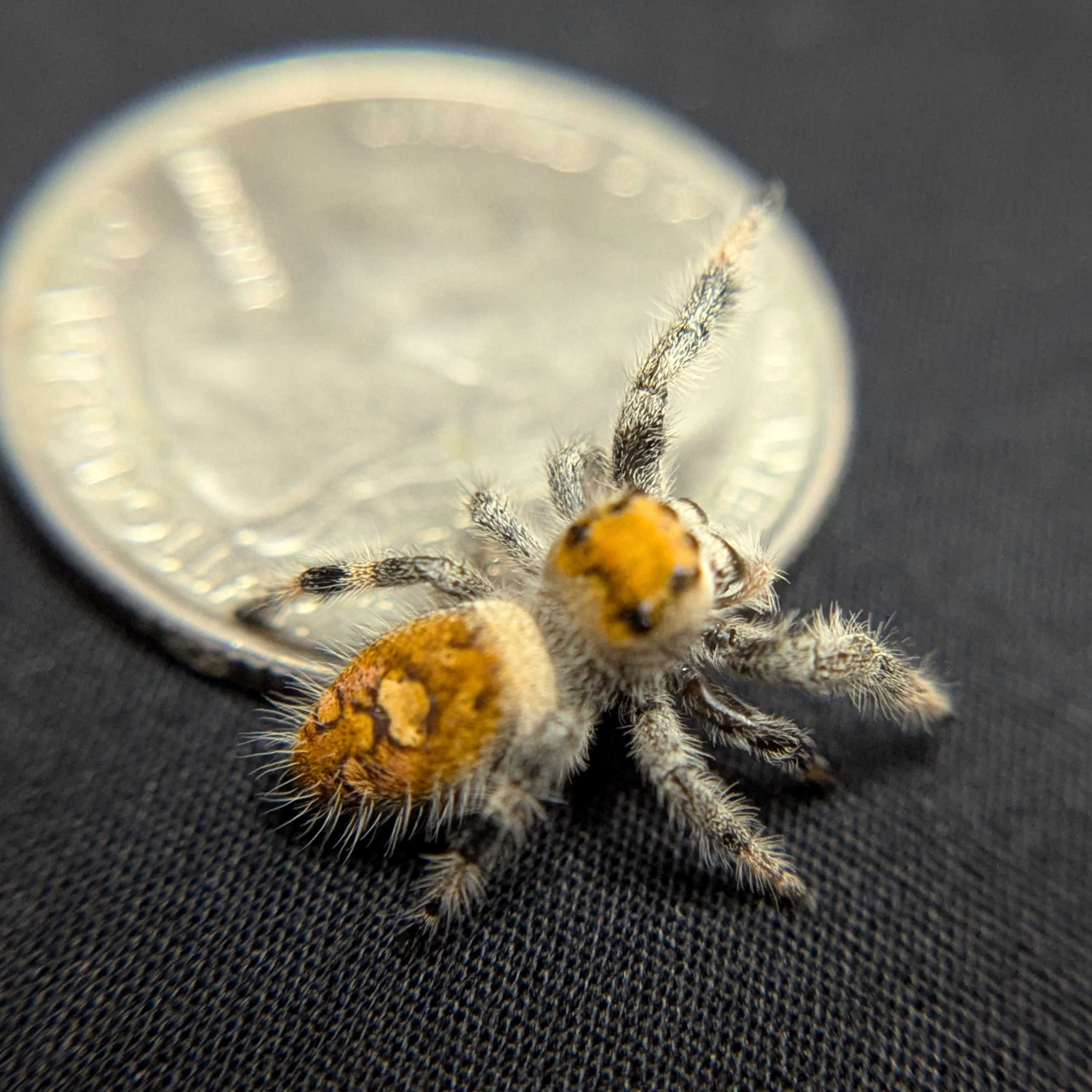 Regal Jumping Spider "Mulberry"