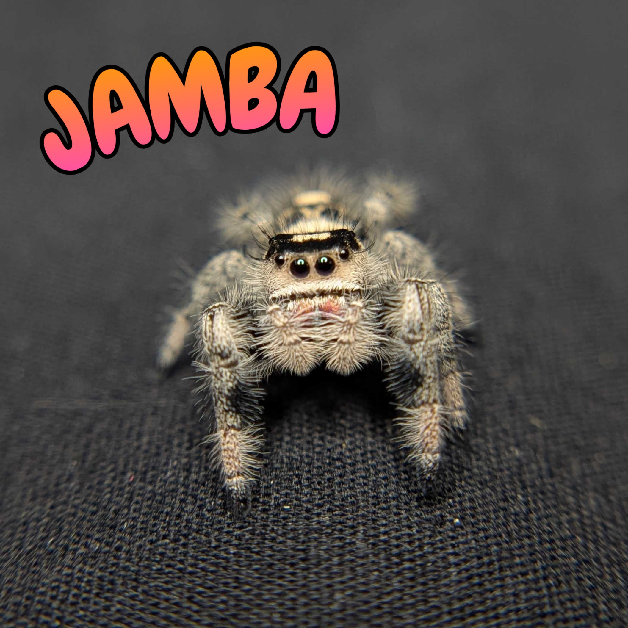 Regal Jumping Spider "Jamba"