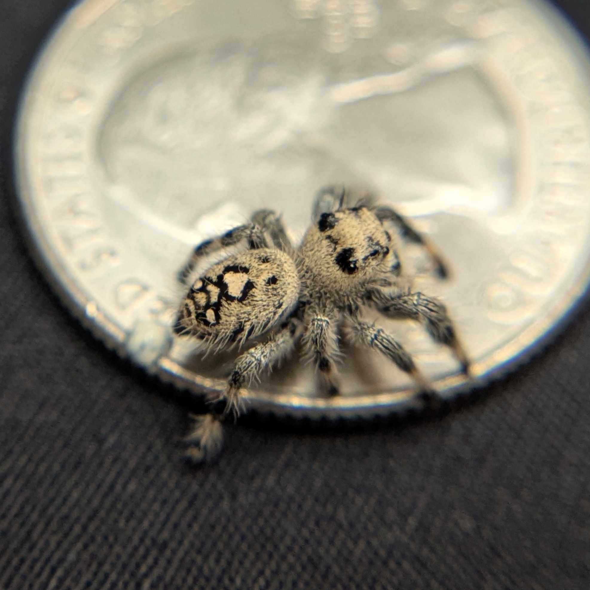 Regal Jumping Spider "Spooky"