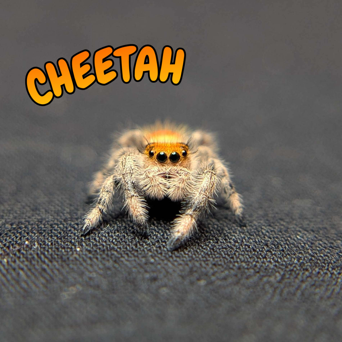 Regal Jumping Spider "Cheetah"