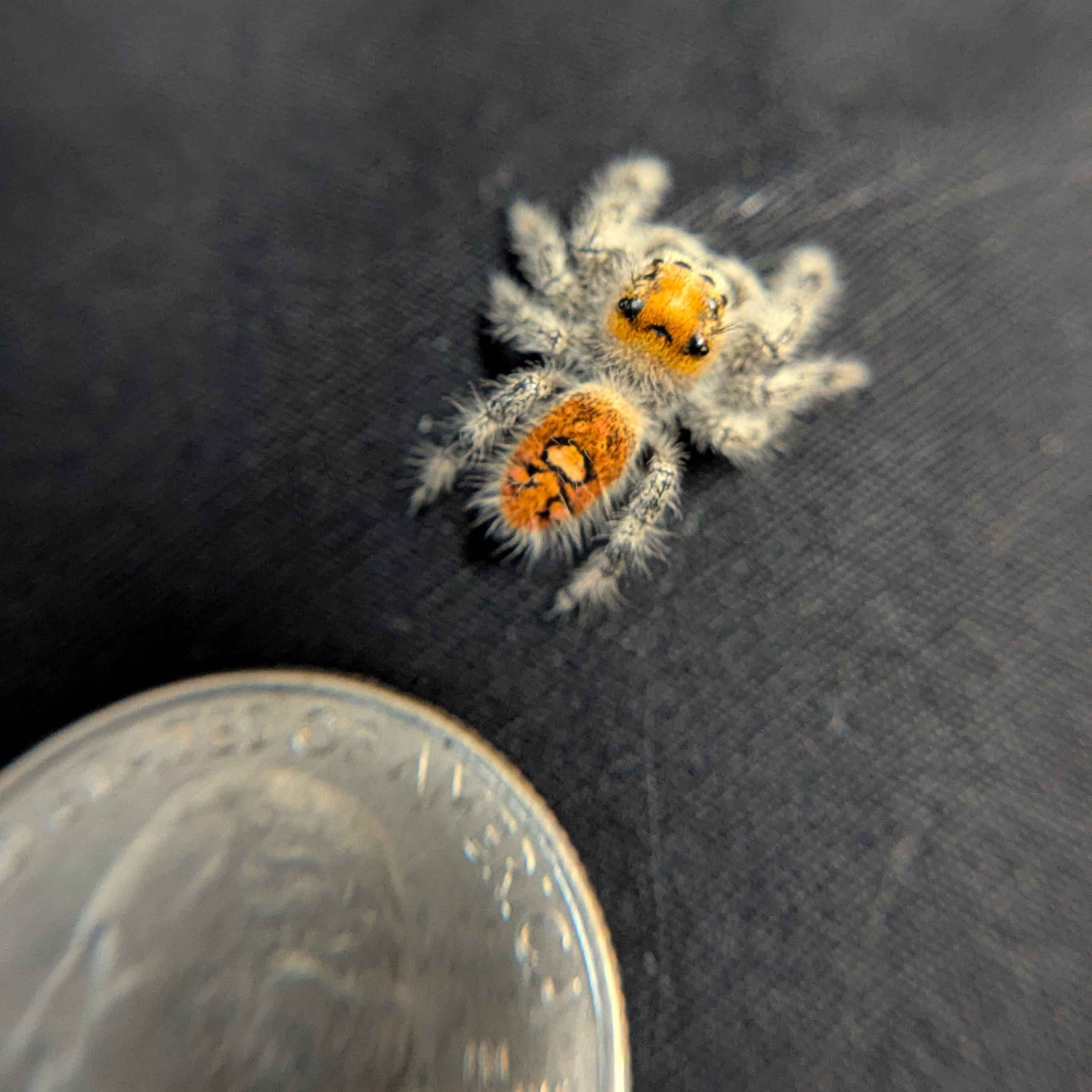 Regal Jumping Spider "Marmalade"