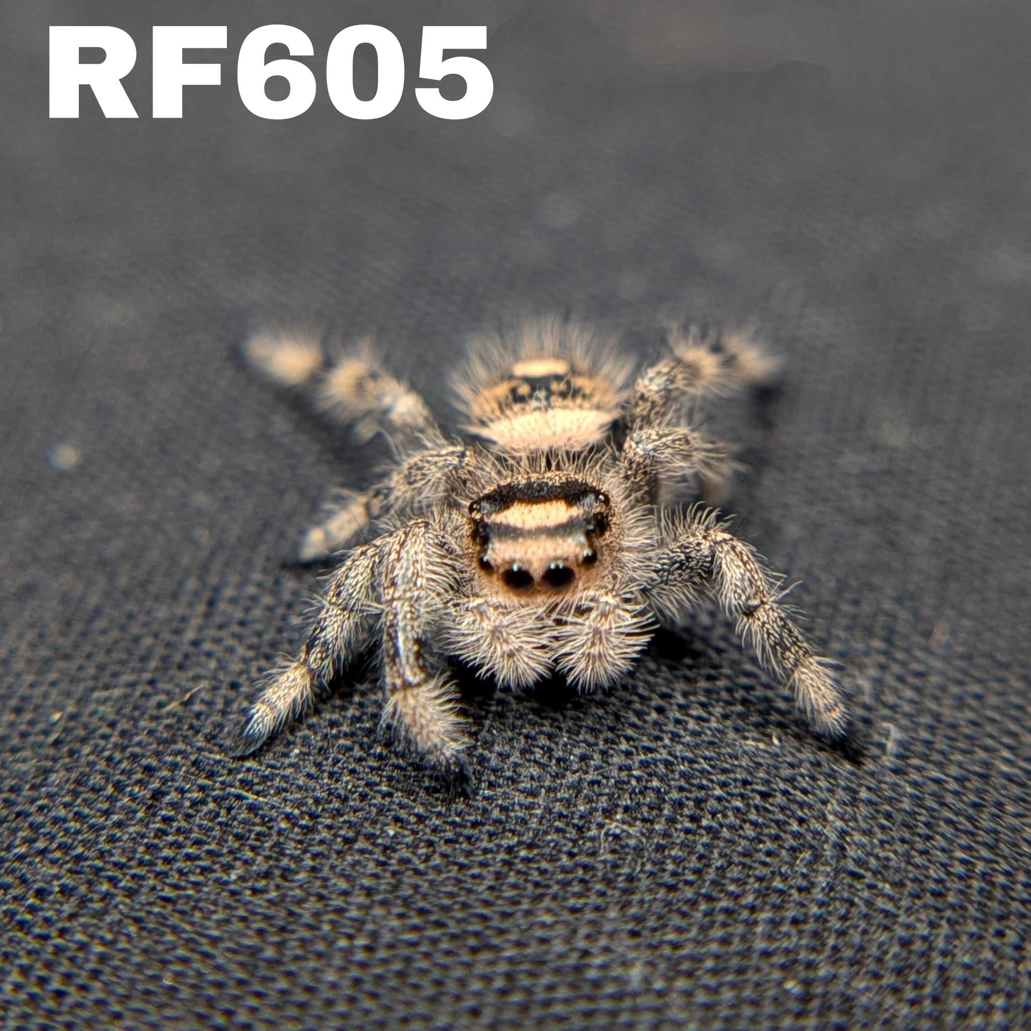 Regal Jumping Spider "Marzipan"